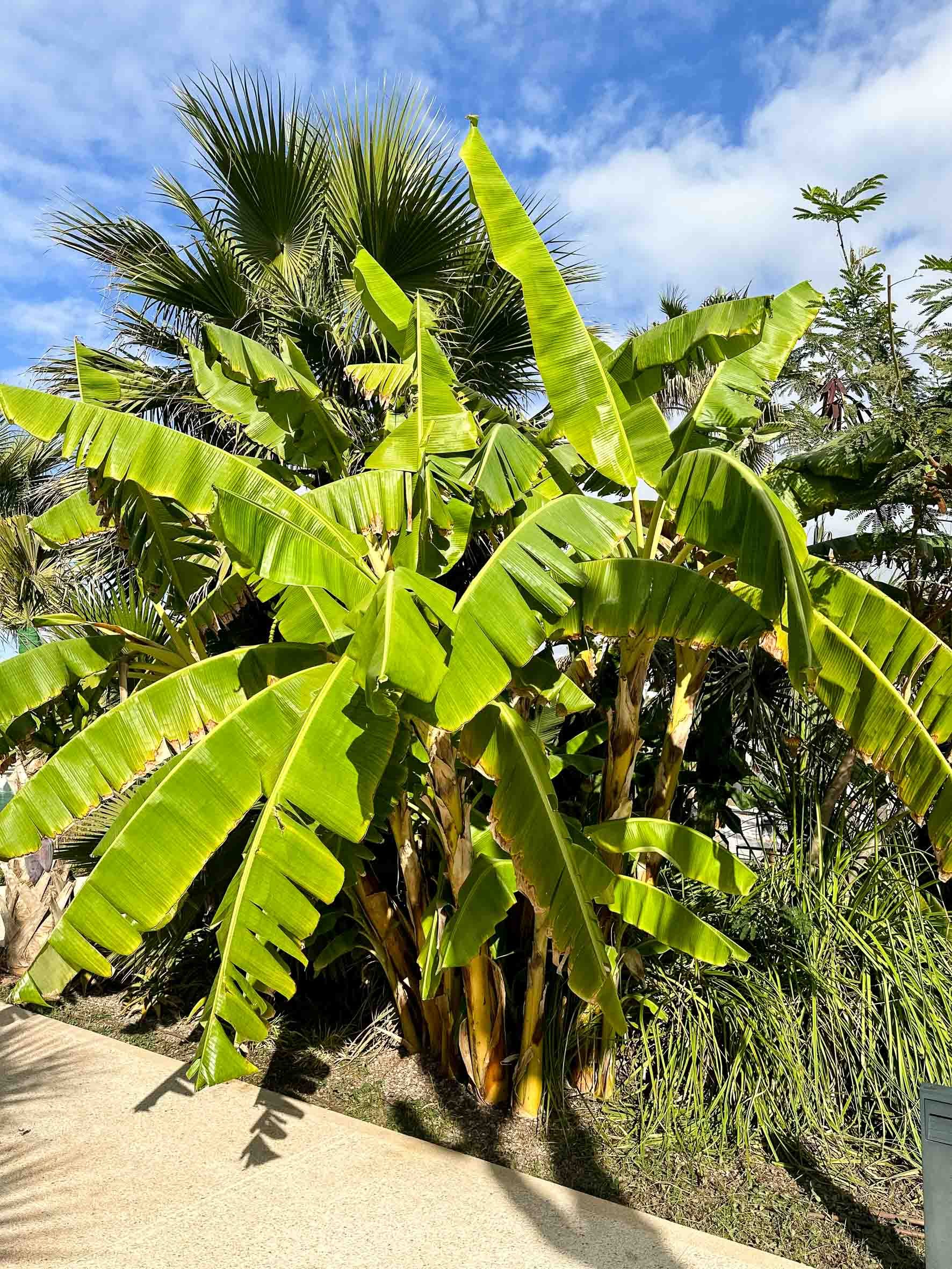 Tropical banana plants with large green leaves and a blue sky overhead.