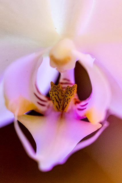 Close-up of a pink and white orchid flower with a yellow and brown striped labellum (lip) in the center.