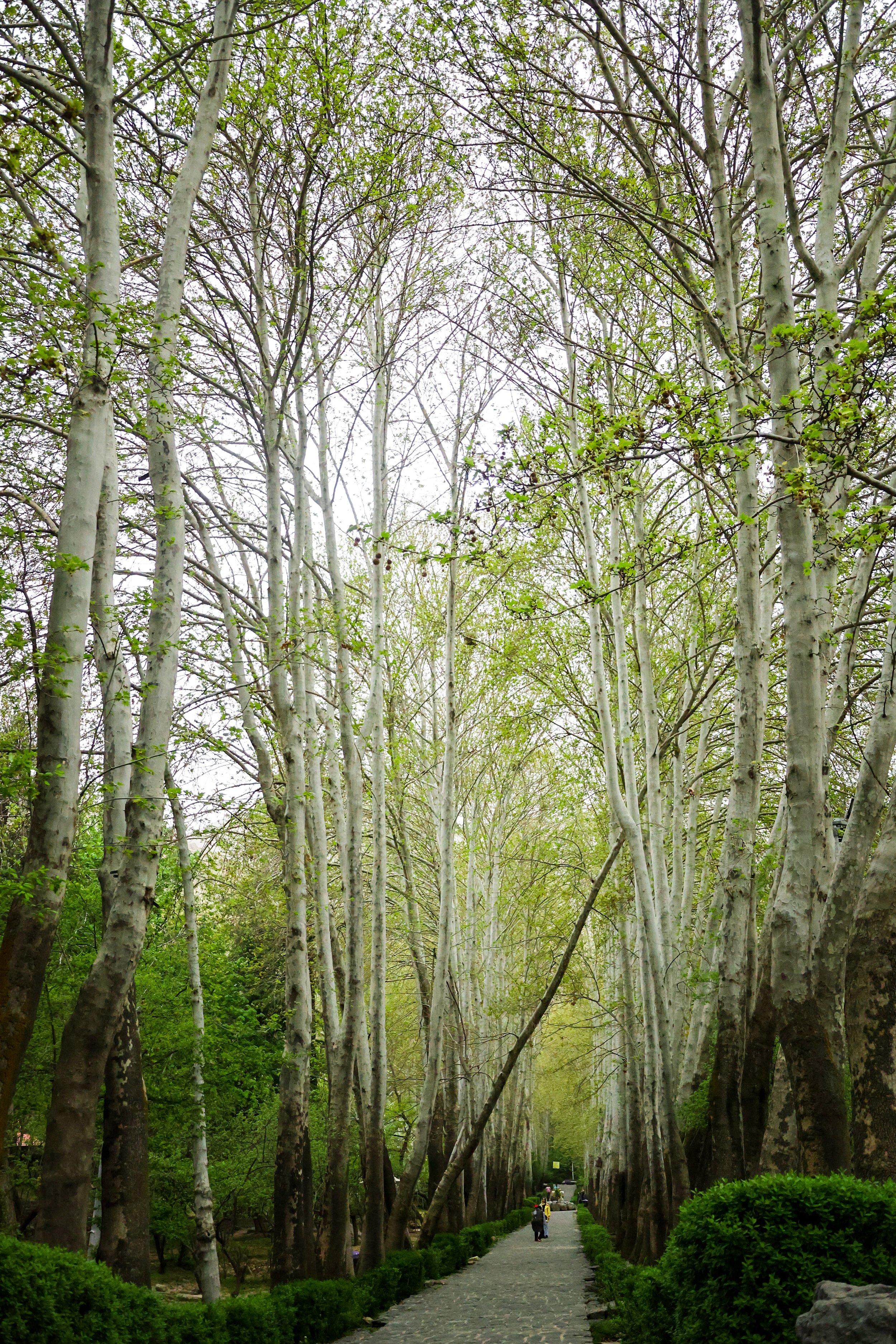 A pathway through a park lined with tall, white-barked trees with green leaves and bushes along the edges.