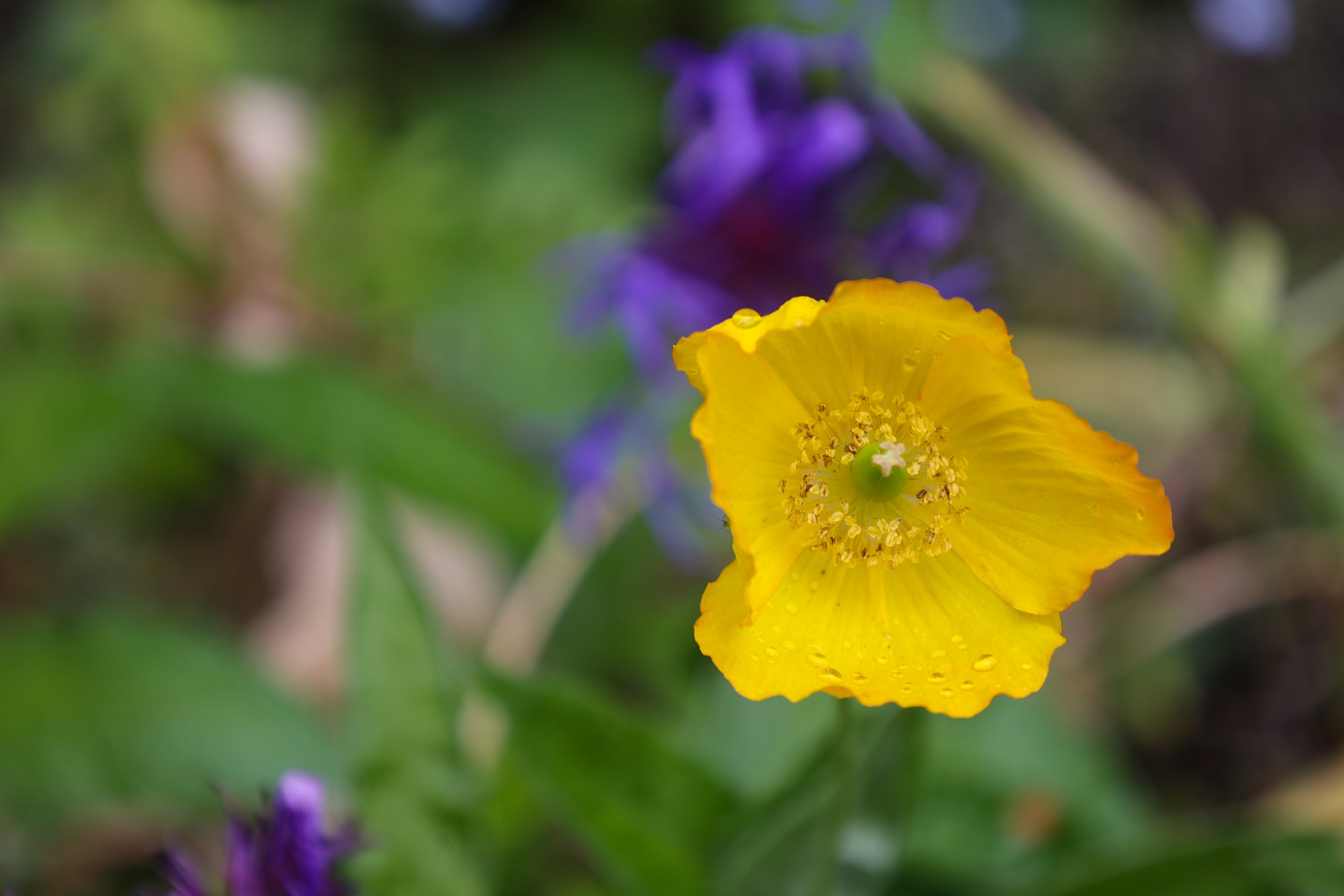 Close-up of a vibrant yellow flower with water droplets on its petals, and purple flowers blurred in the background.