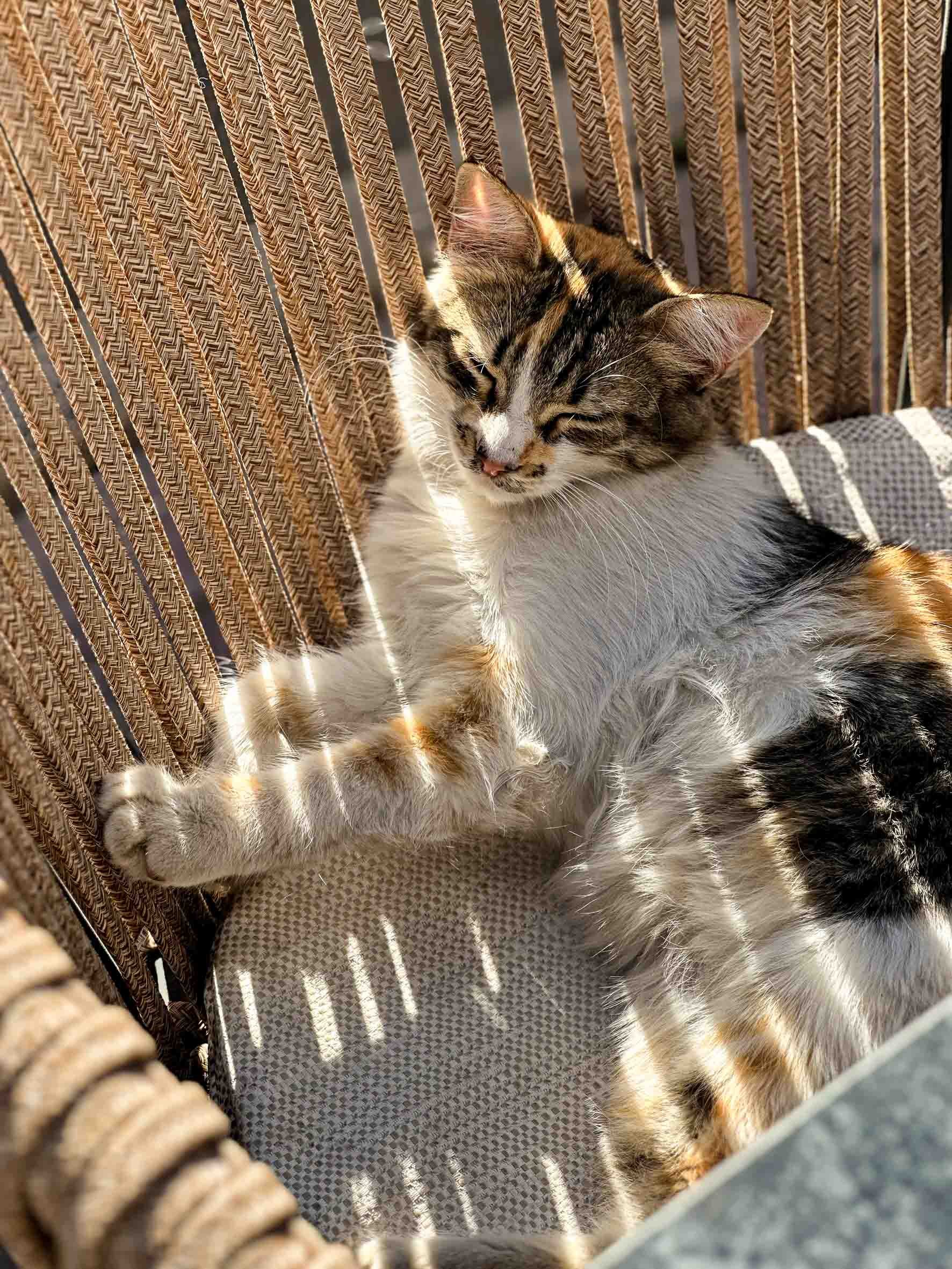 A calico cat lying on a woven outdoor chair, basking in sunlight, with shadows of slats falling across its body.