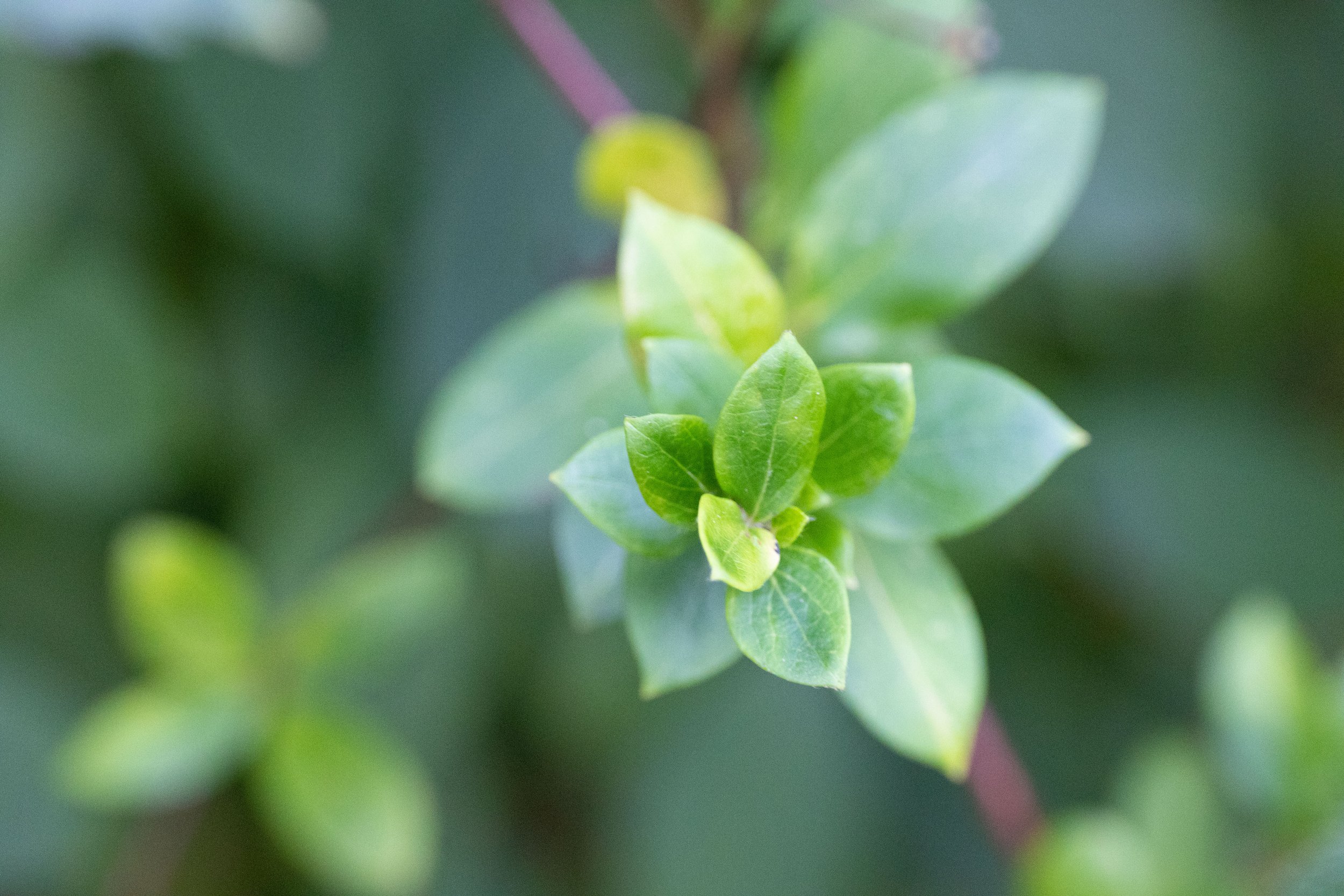 Close-up of green plant leaves with red stems, out of focus background
