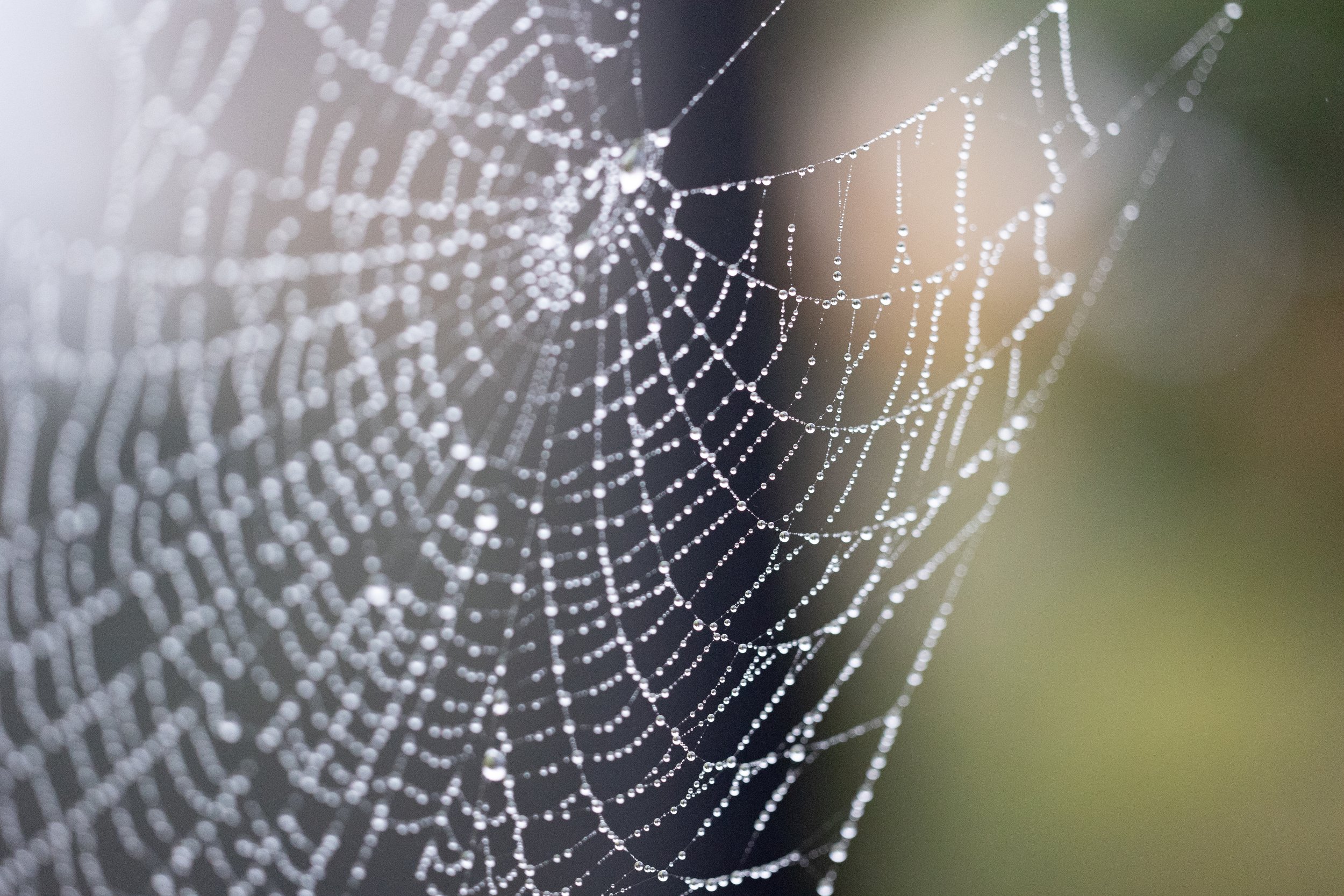 Close-up of a spider web with dew droplets on the strands, blurred background.