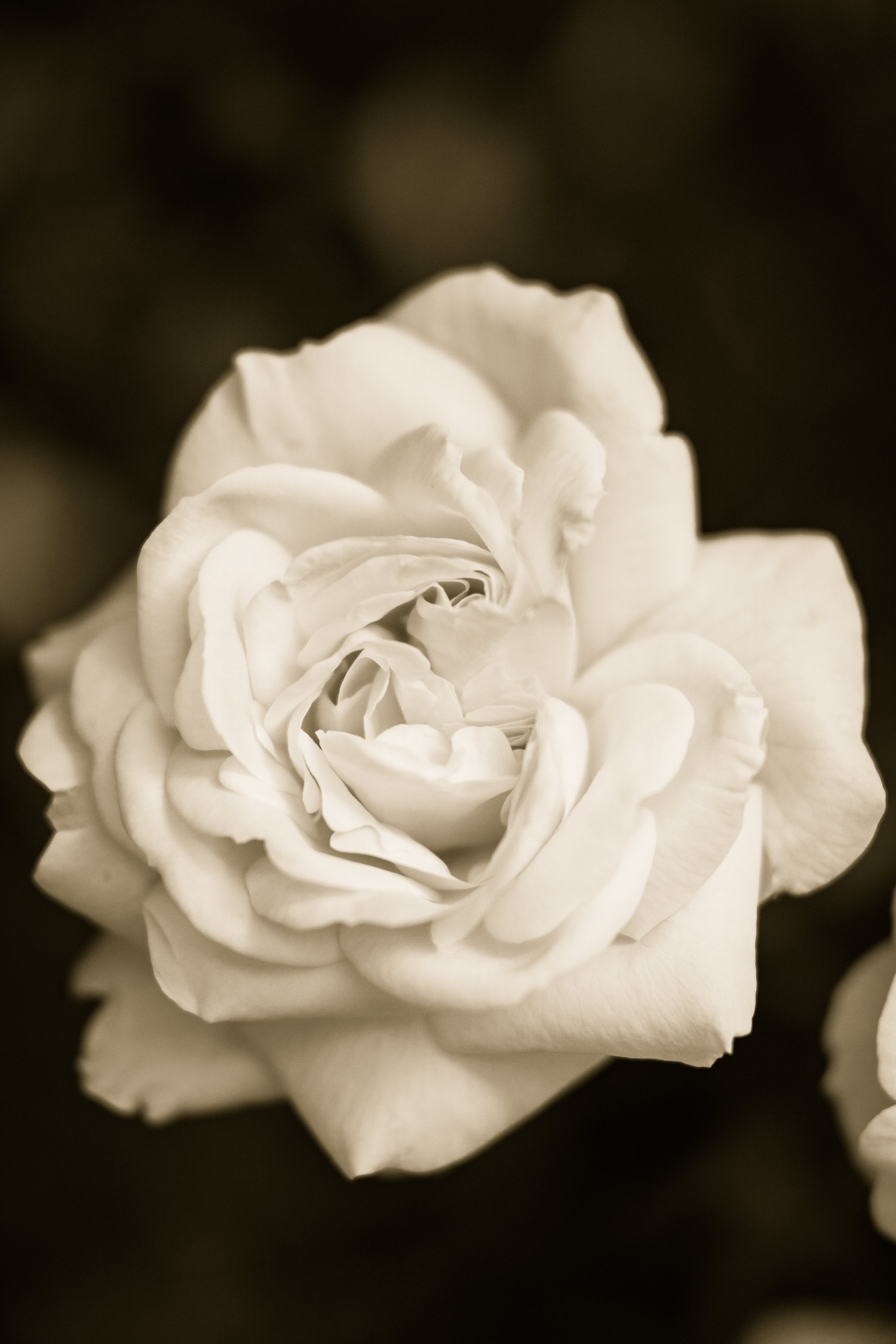 Close-up of a white rose in black and white, showing detailed petals.