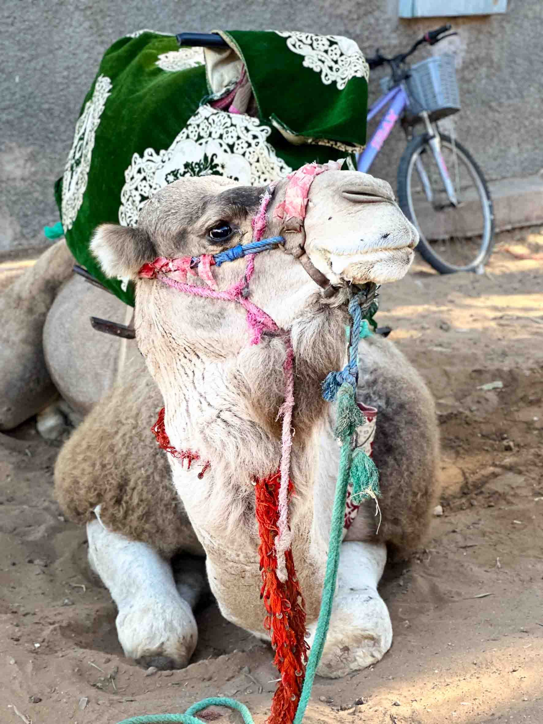 A camel sitting on the ground with a colorful blanket and a green cloth on its back, wearing a pink halter with hanging yarn decorations, and with a bicycle in the background.