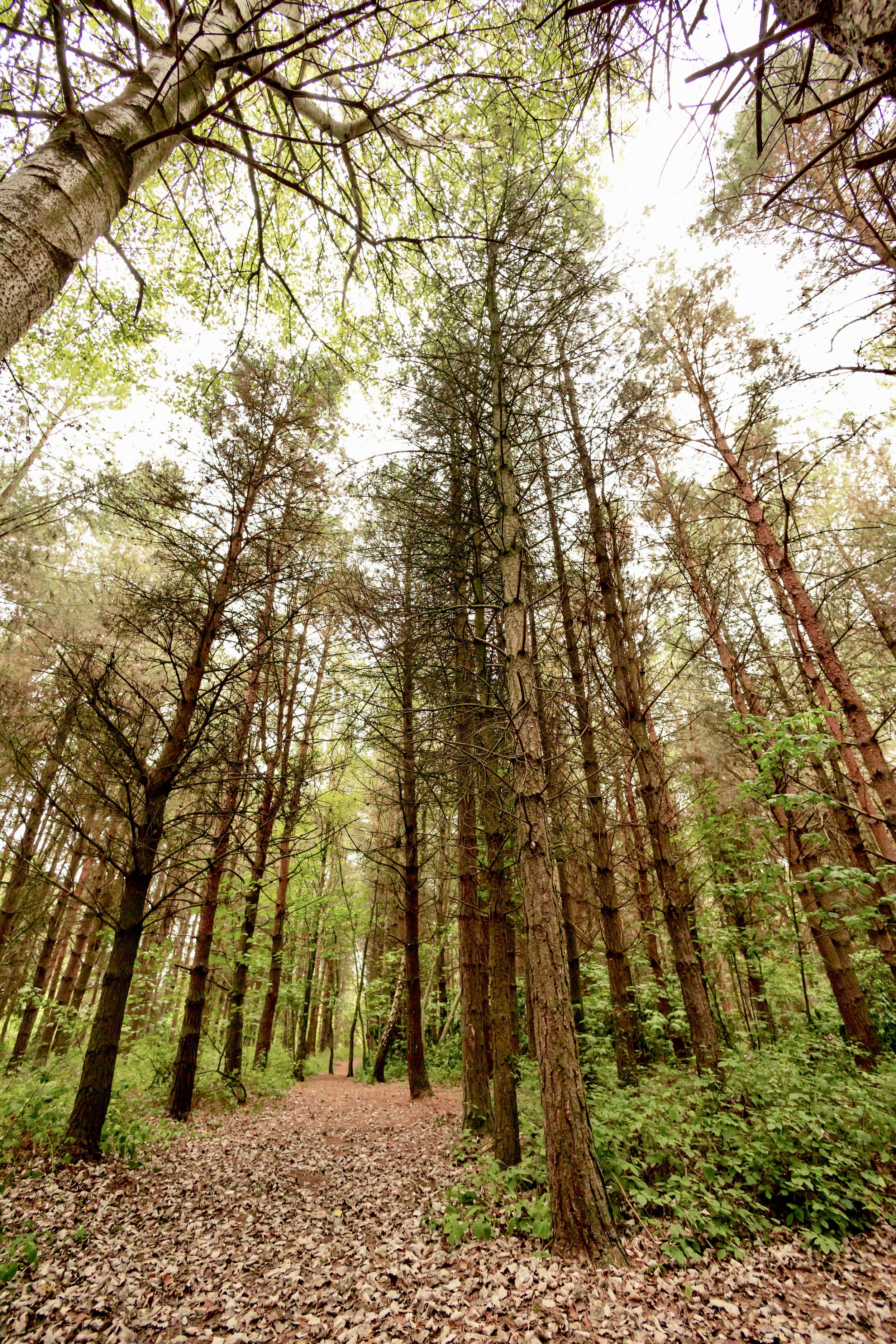 A forest path surrounded by tall trees with green leaves and a lightly leaf-covered ground.