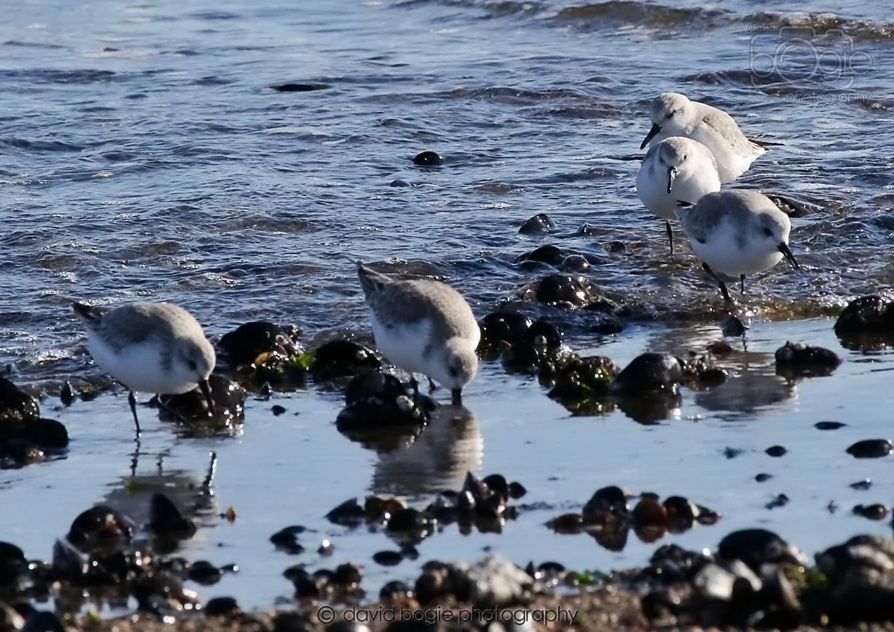 20260307 111252 Kirkcaldy 0066.jpg