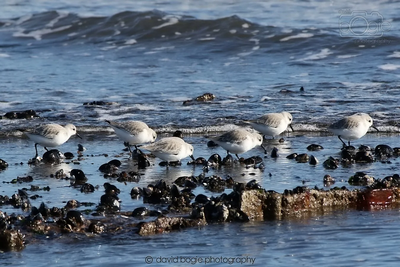 20260307 111129 Kirkcaldy 0053.jpg