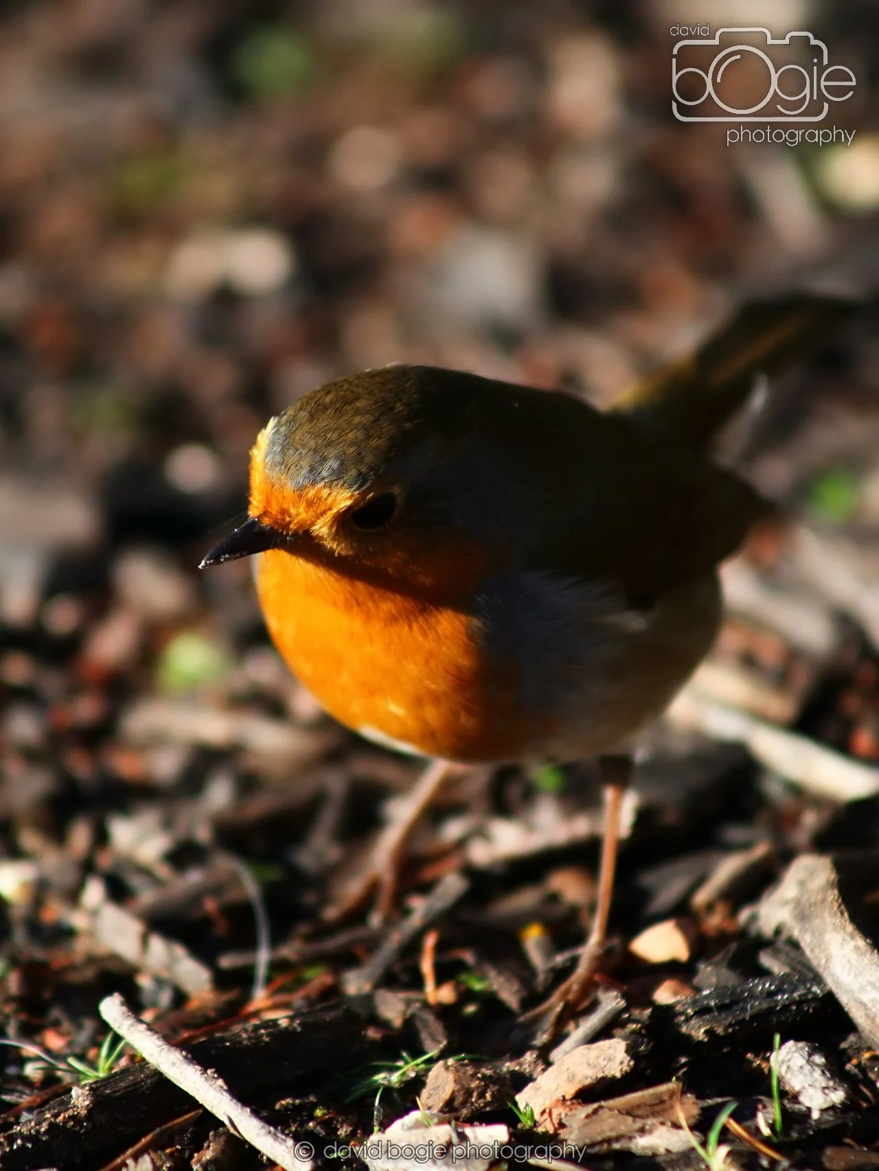 20251125 133044 Silverburn 0057.JPG