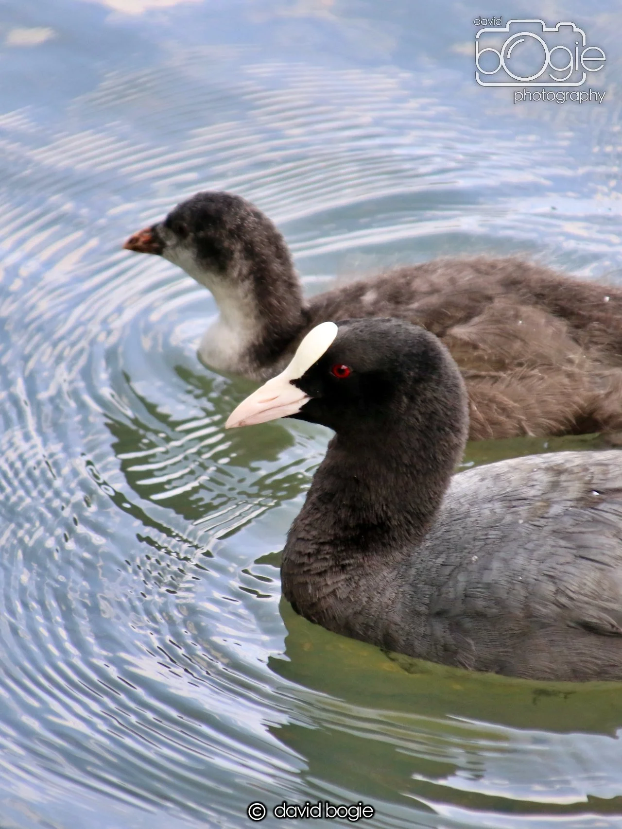 20250613 121802 Beveridge 0073.JPG