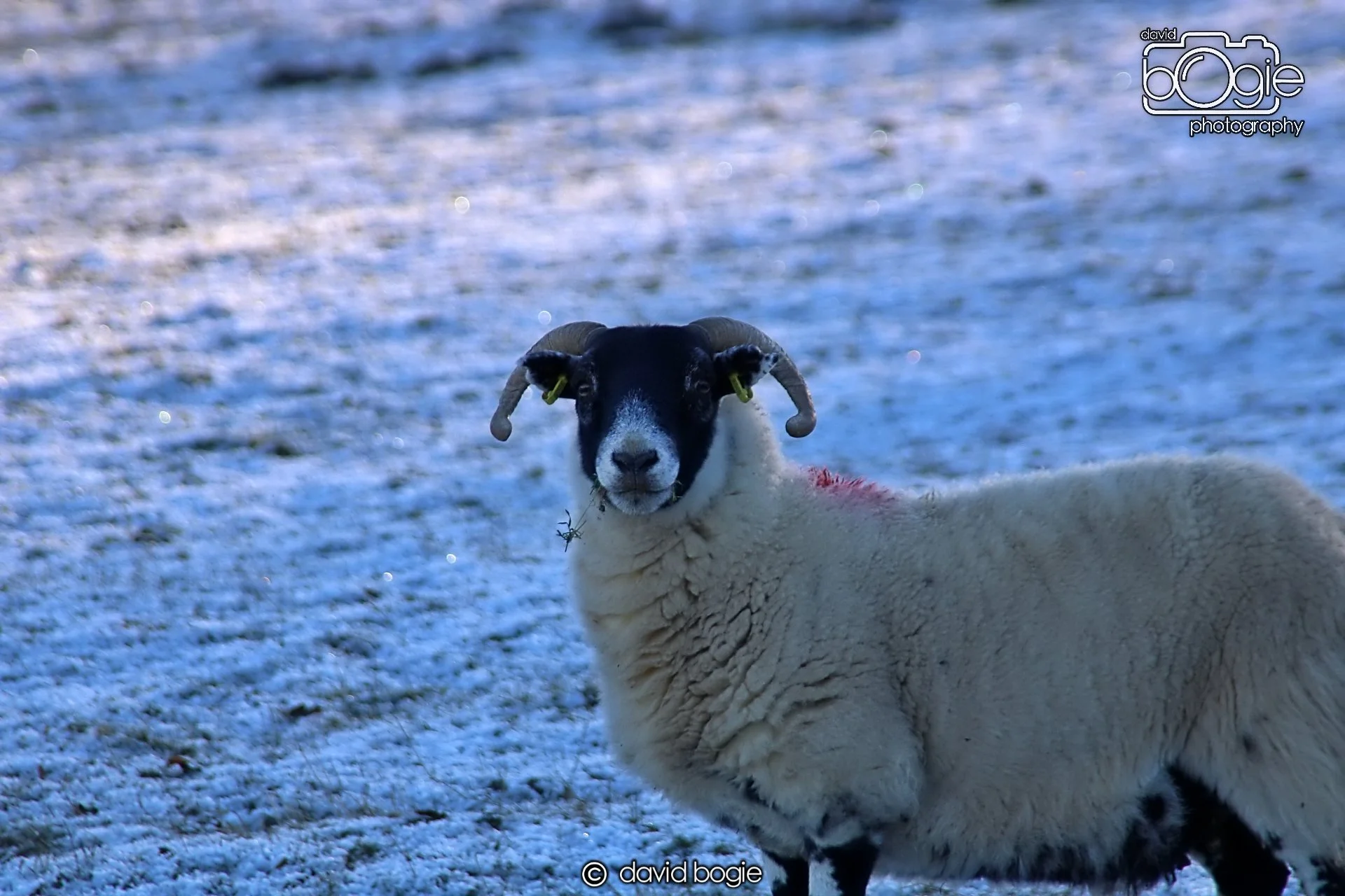 20221215 00228 Aberfeldy.JPG