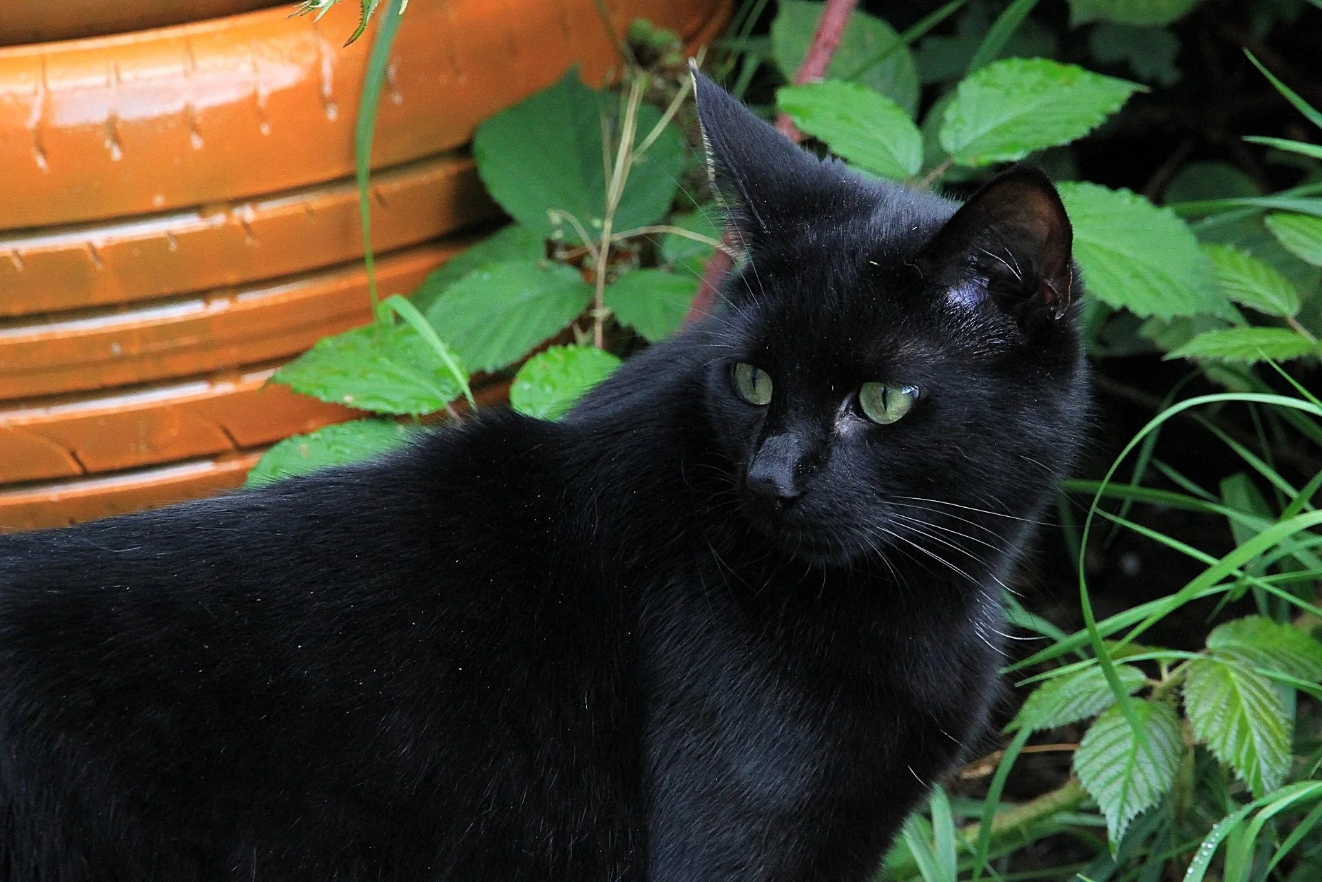 CATS 0433.jpg
