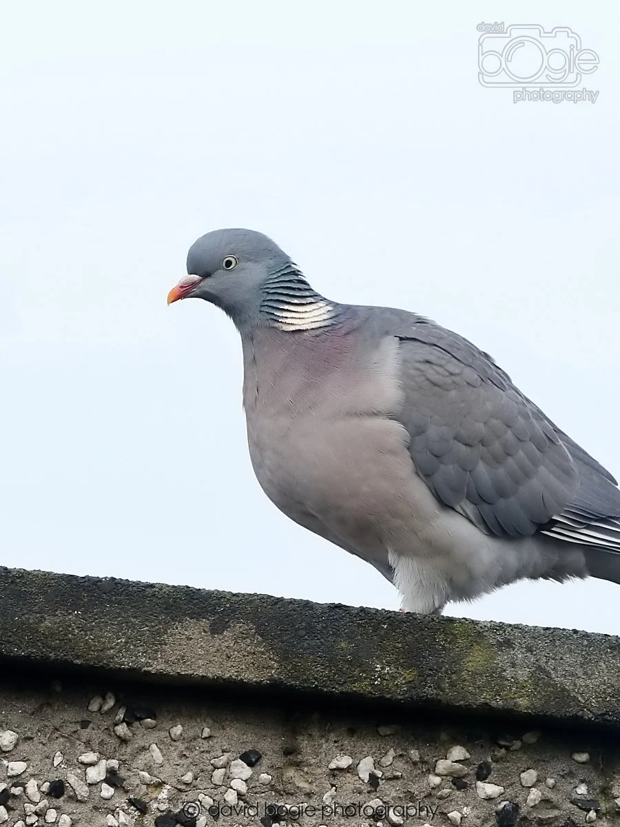 20260113 125324 Kirkcaldy 0059.jpg