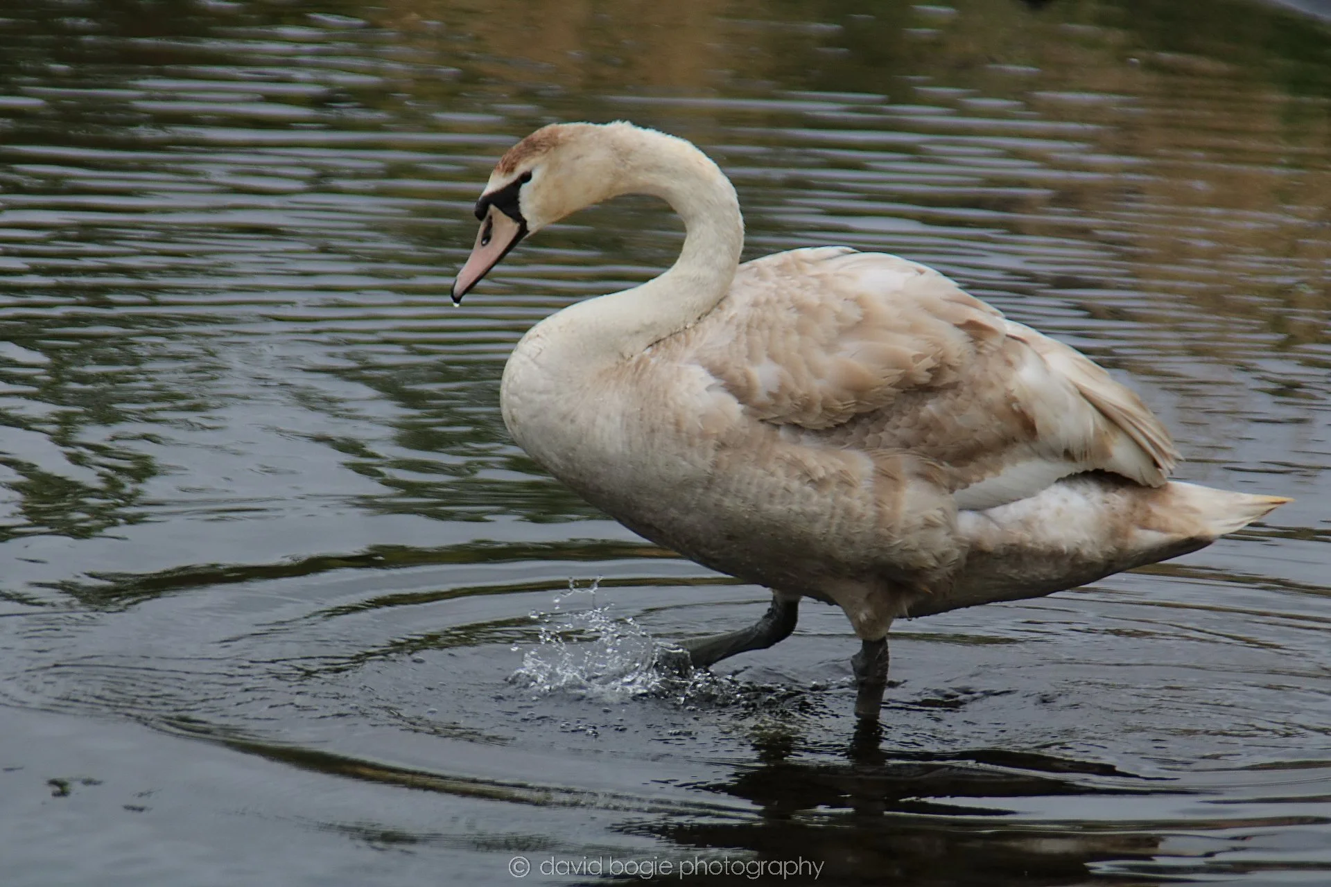 YEAR20220426 Lochore 40.jpg