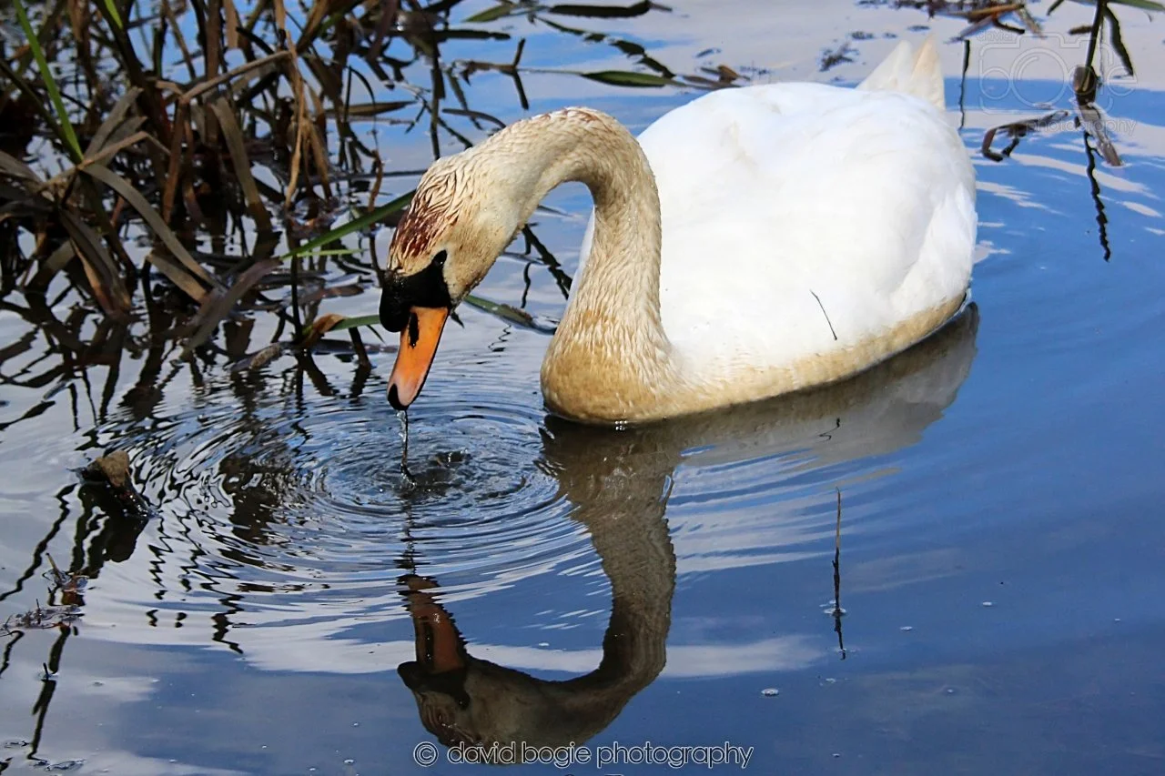 SWAN019