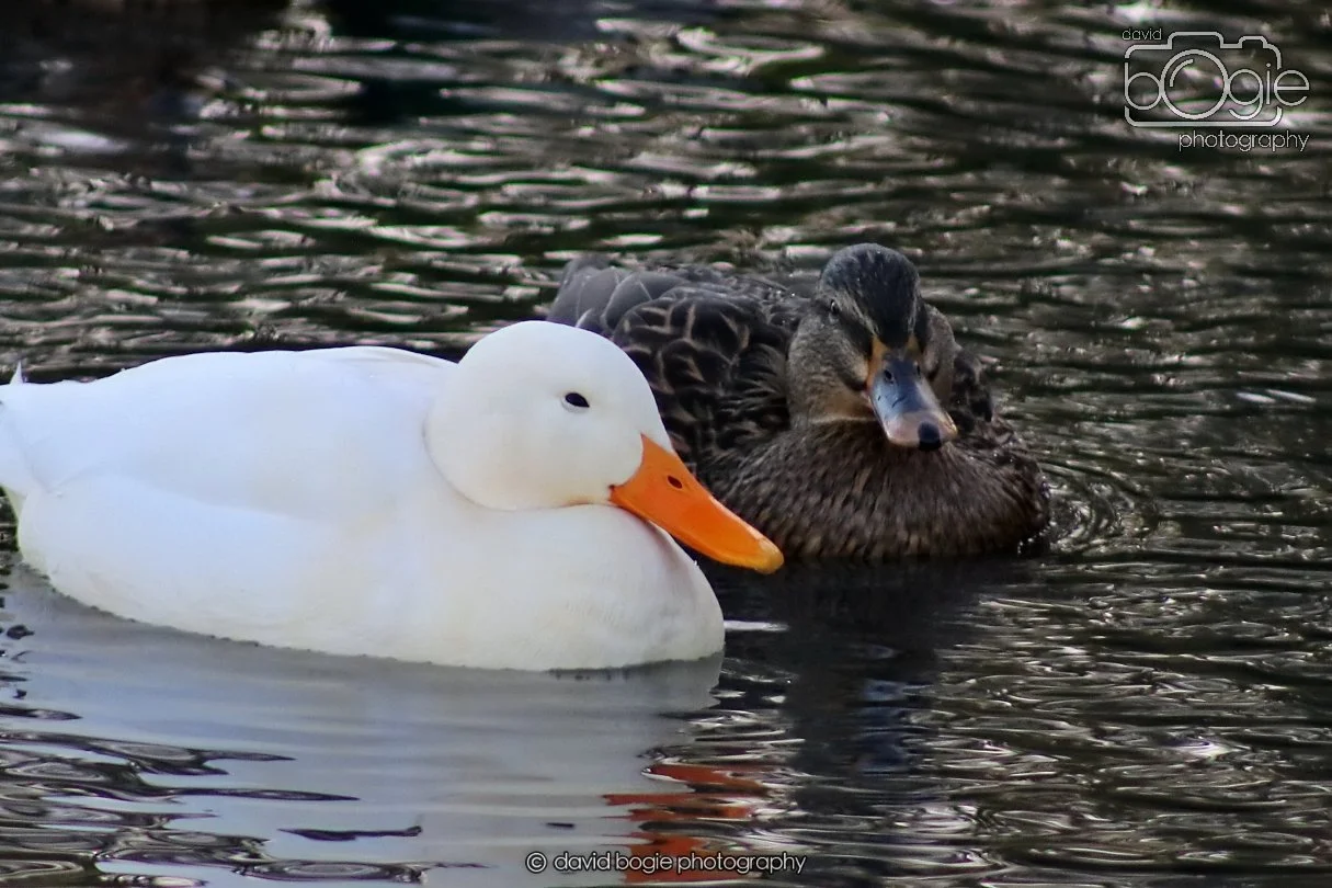 20260103 112008 Beveridge Park 0035.JPG