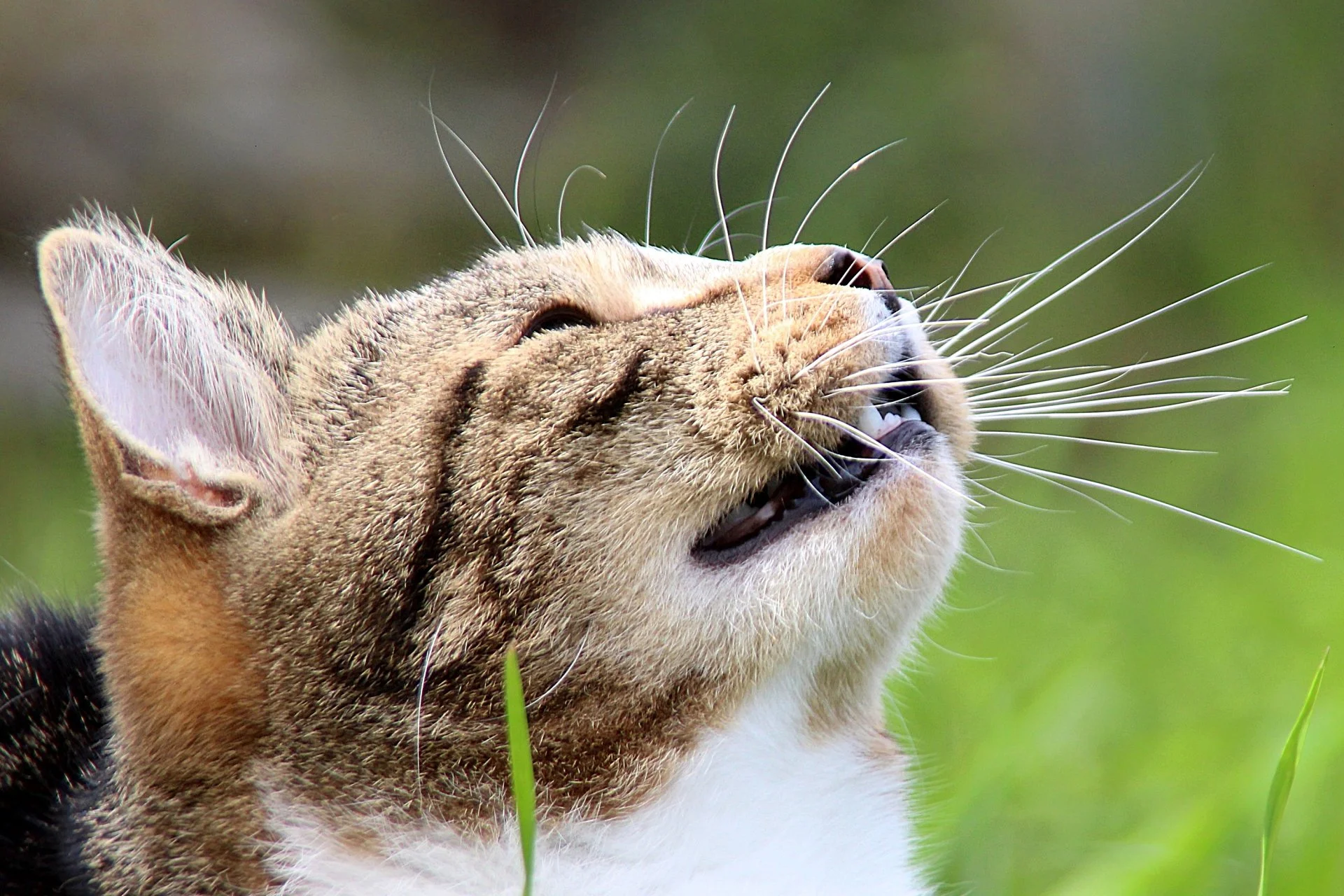 CATS 0262.jpg