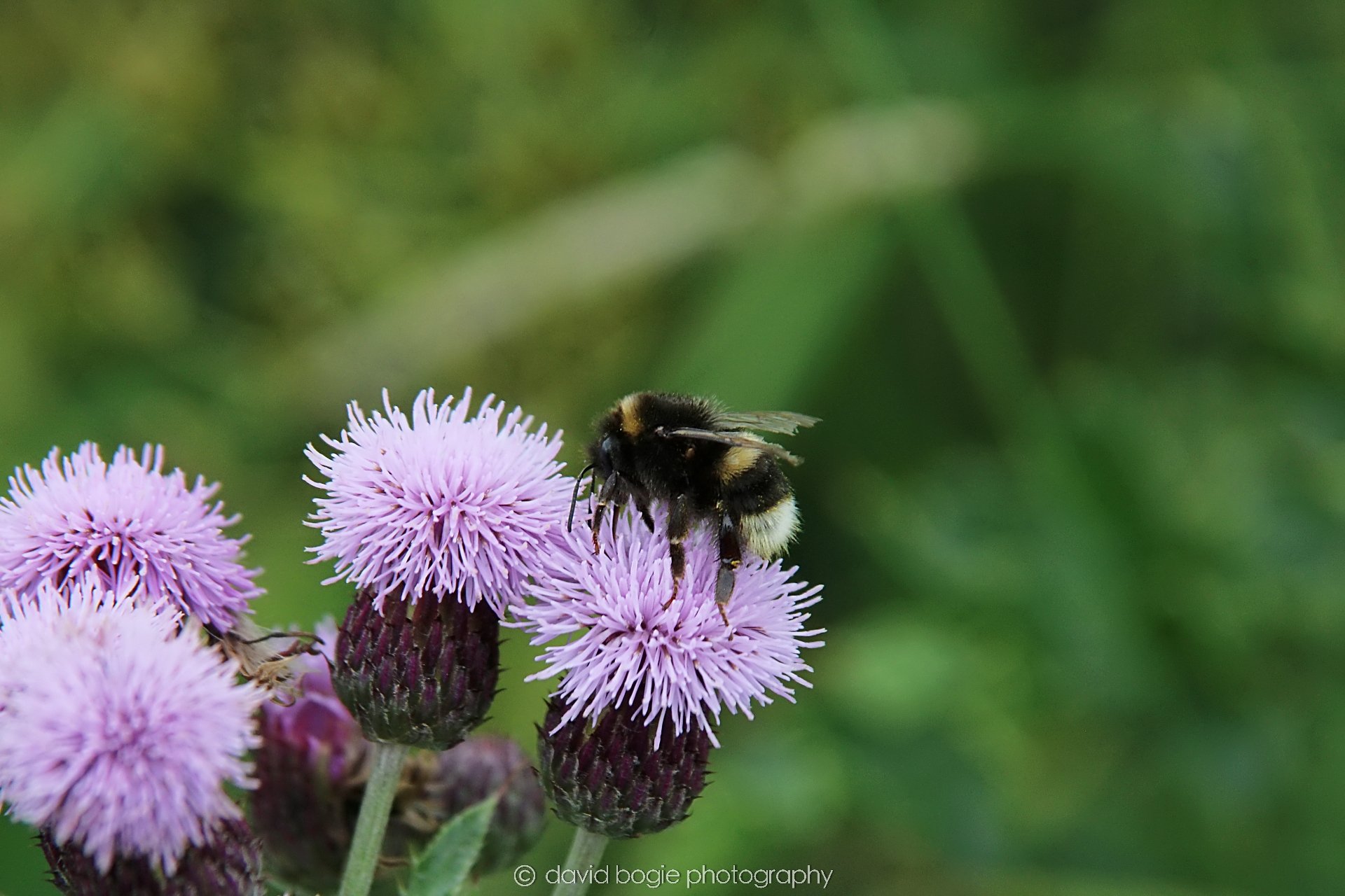 YEAR20230710 Lochore Meadows 121200 00002.jpg