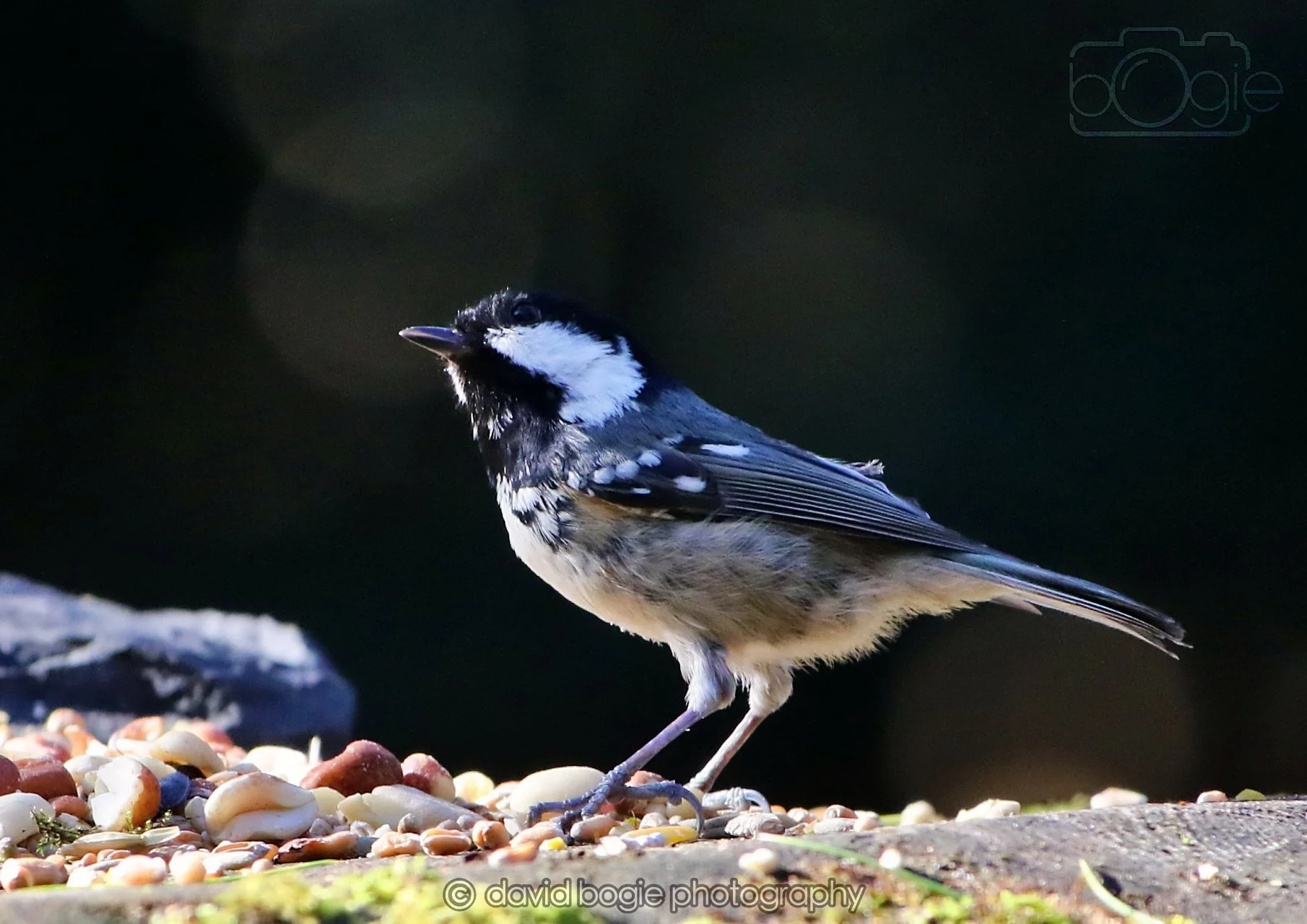 20260320 143021 Ravenscraig 0295.jpg