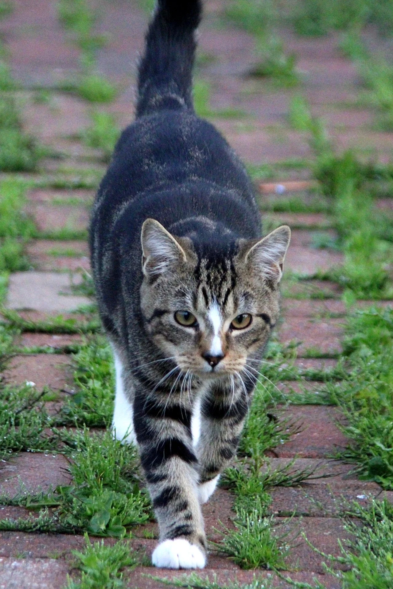CATS 0119.jpg