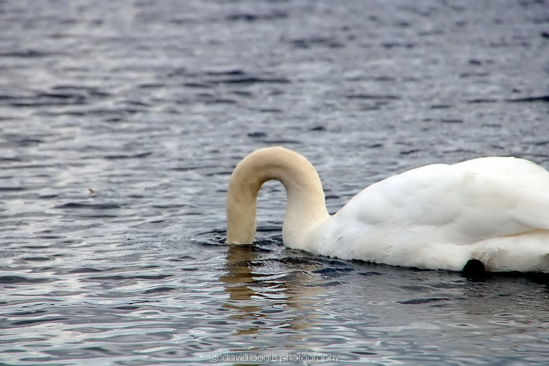 YEAR20240316 145429 Lochore Meadows 0026.jpg