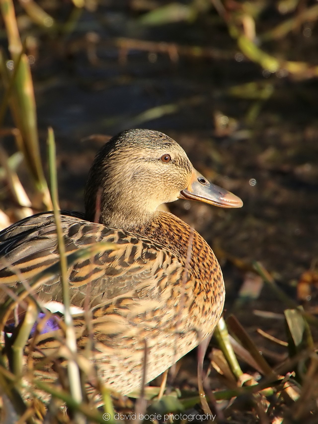 YEAR20240207 Lochore Meadows 0346.jpg