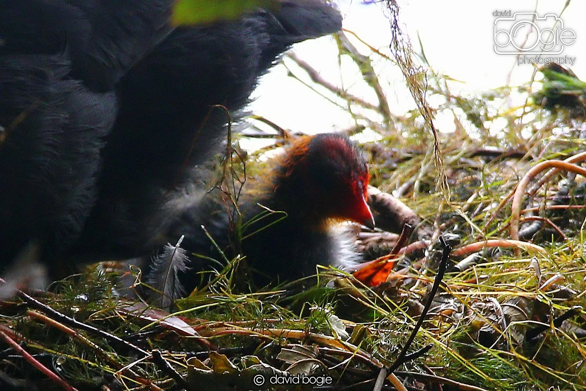 20240722 141411 Beveridge 0093.JPG