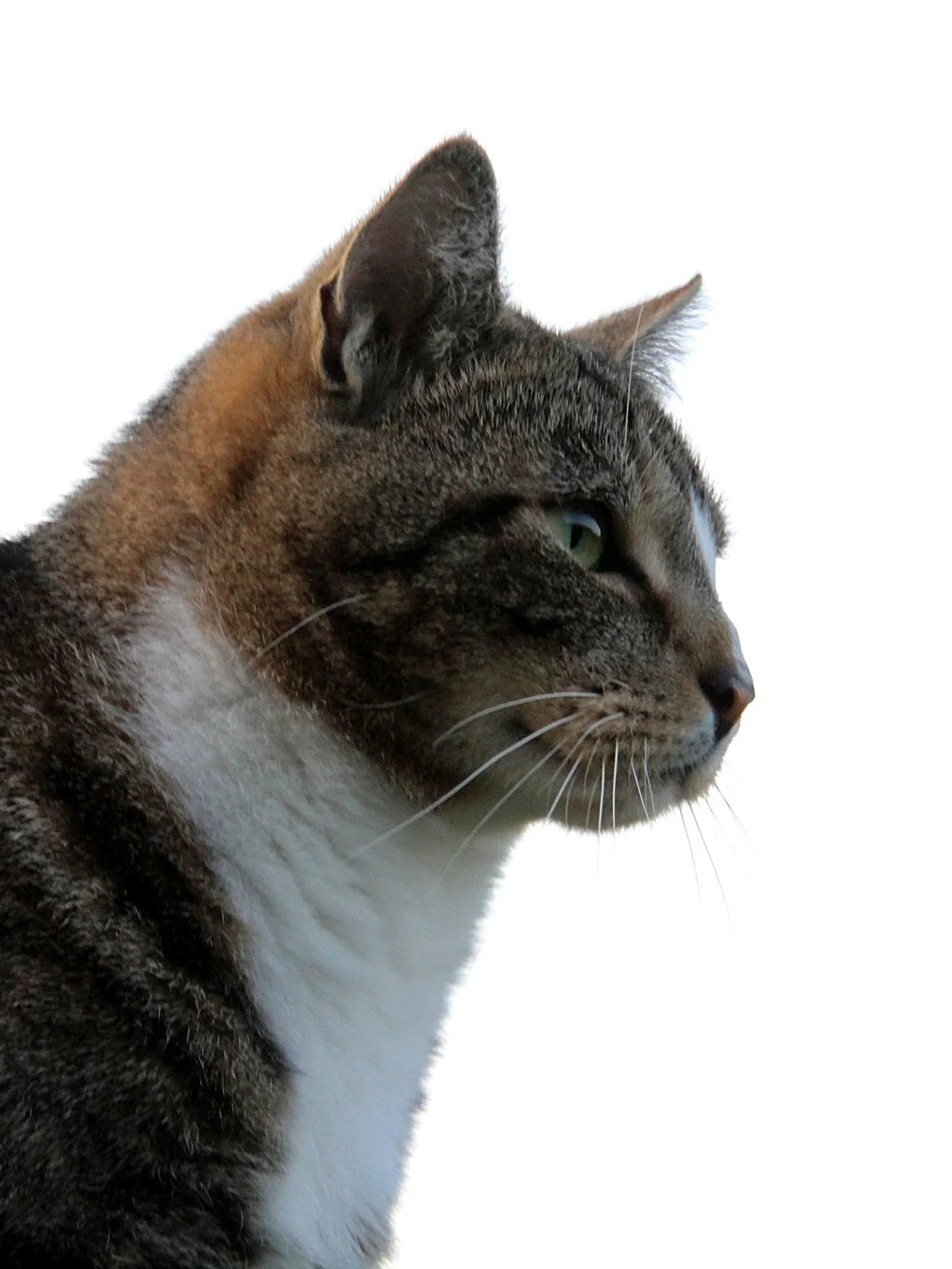 CATS 0428.jpg