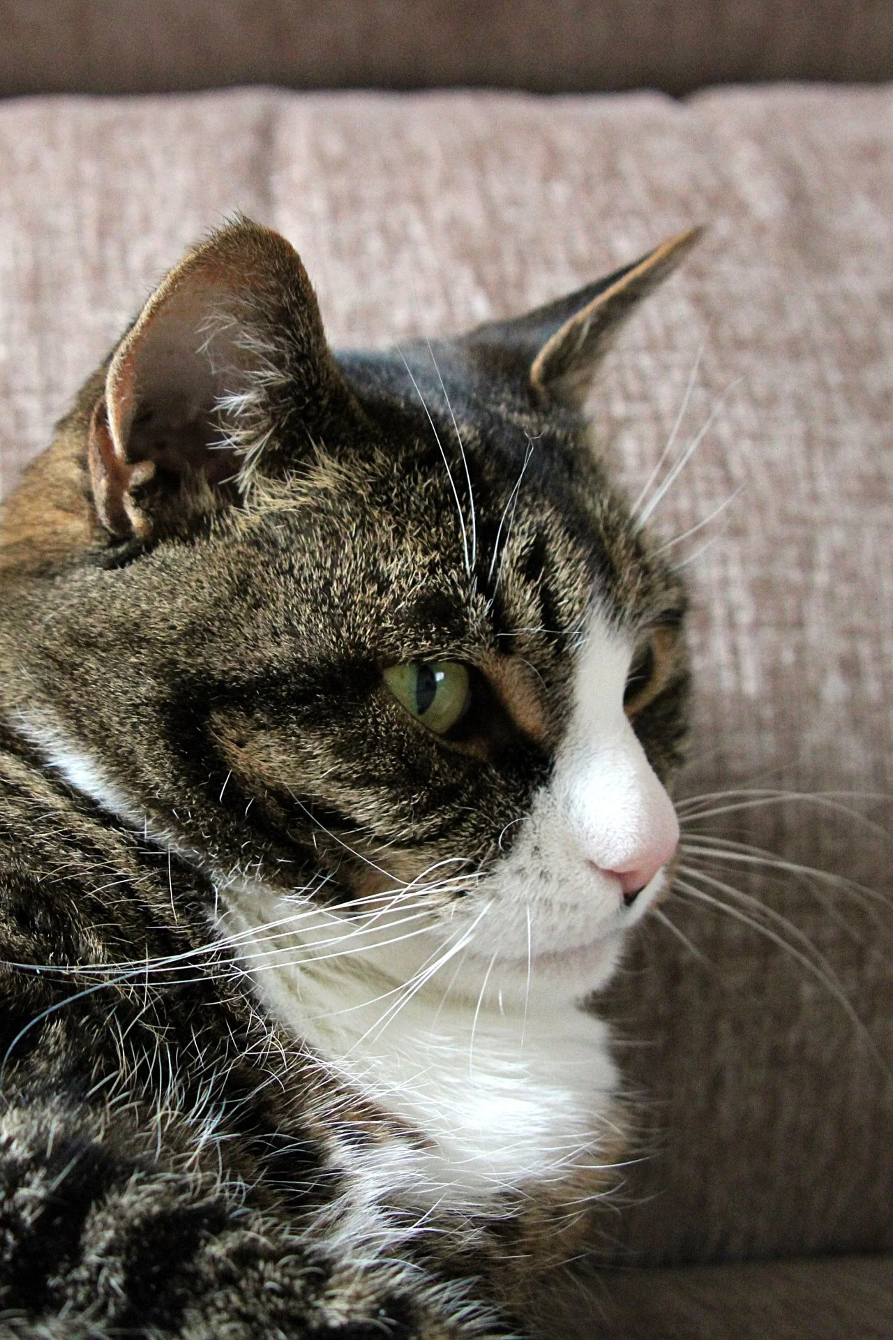 CATS 0050.jpg