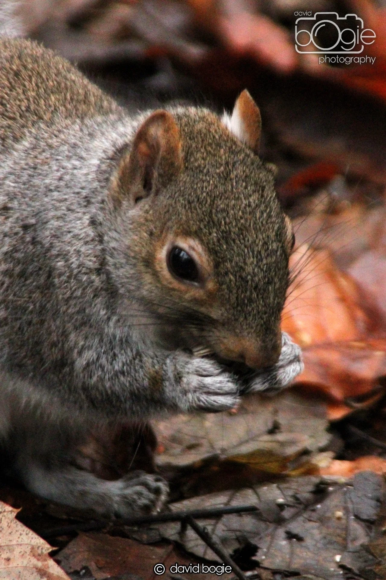 20220108 Dunfermline 00010.JPG