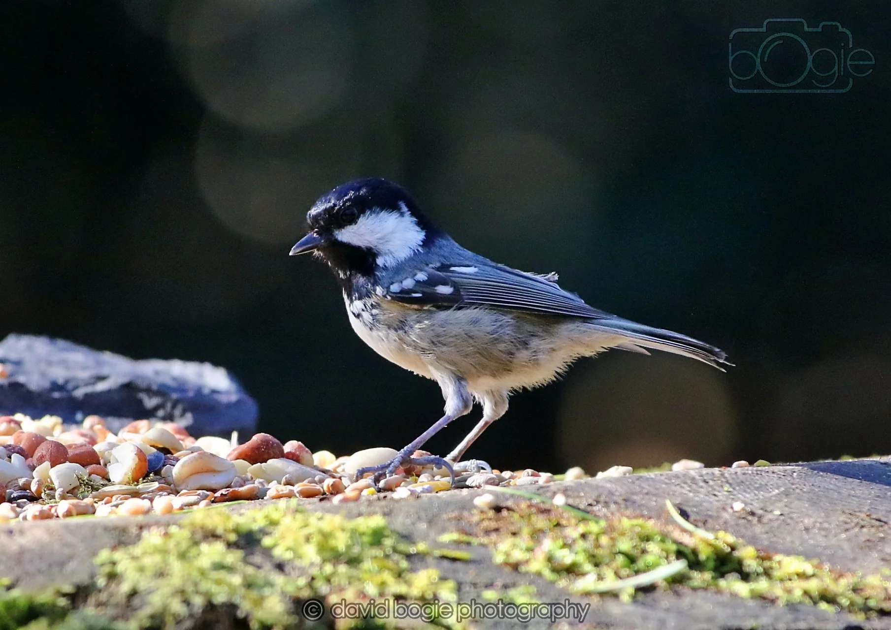 20260320 143020 Ravenscraig 0293.jpg