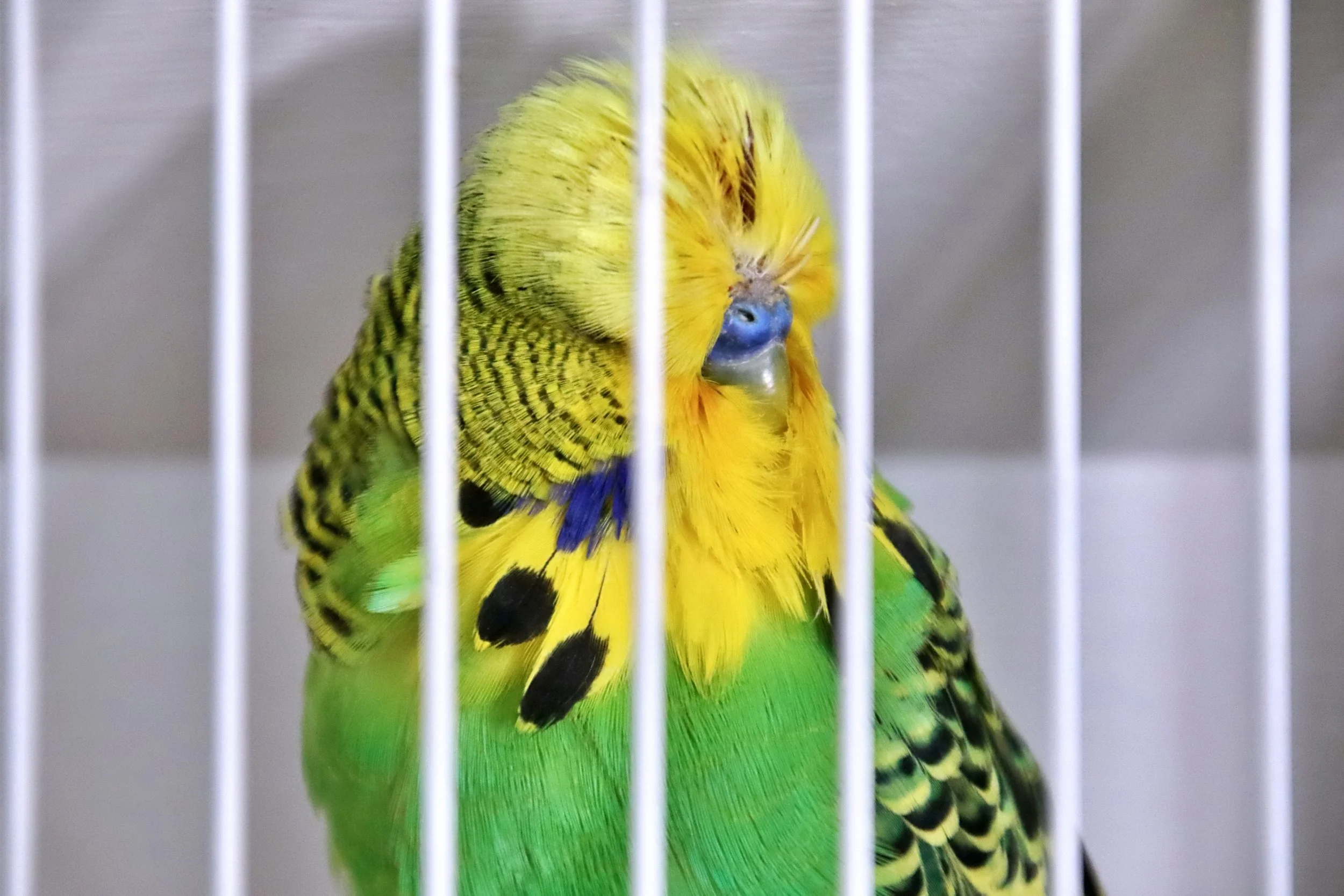 20251102 124219 Markinch CBS  0482.JPG