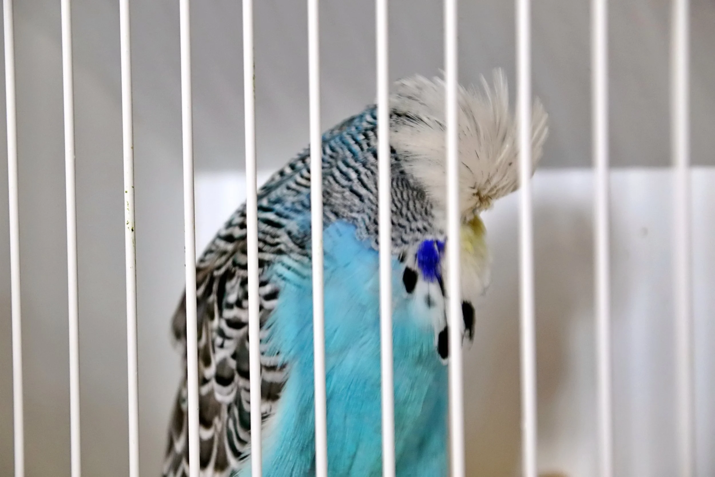 20251102 123831 Markinch CBS  0435.JPG