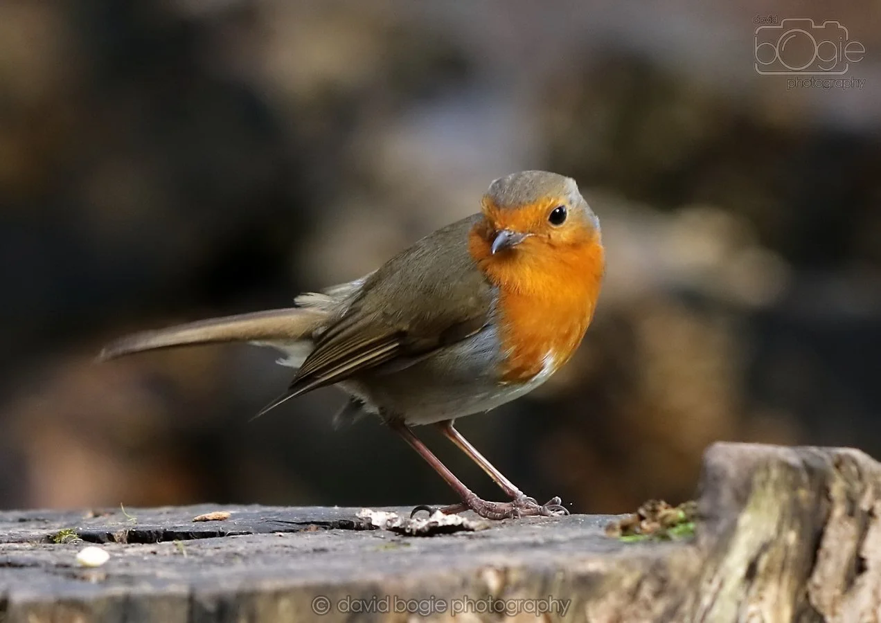 20260314 140337 Silverburn 0063.jpg