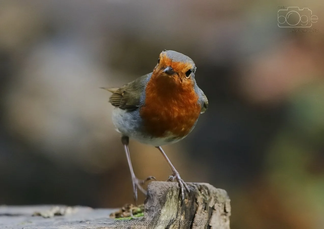 20260314 141846 Silverburn 0192.jpg