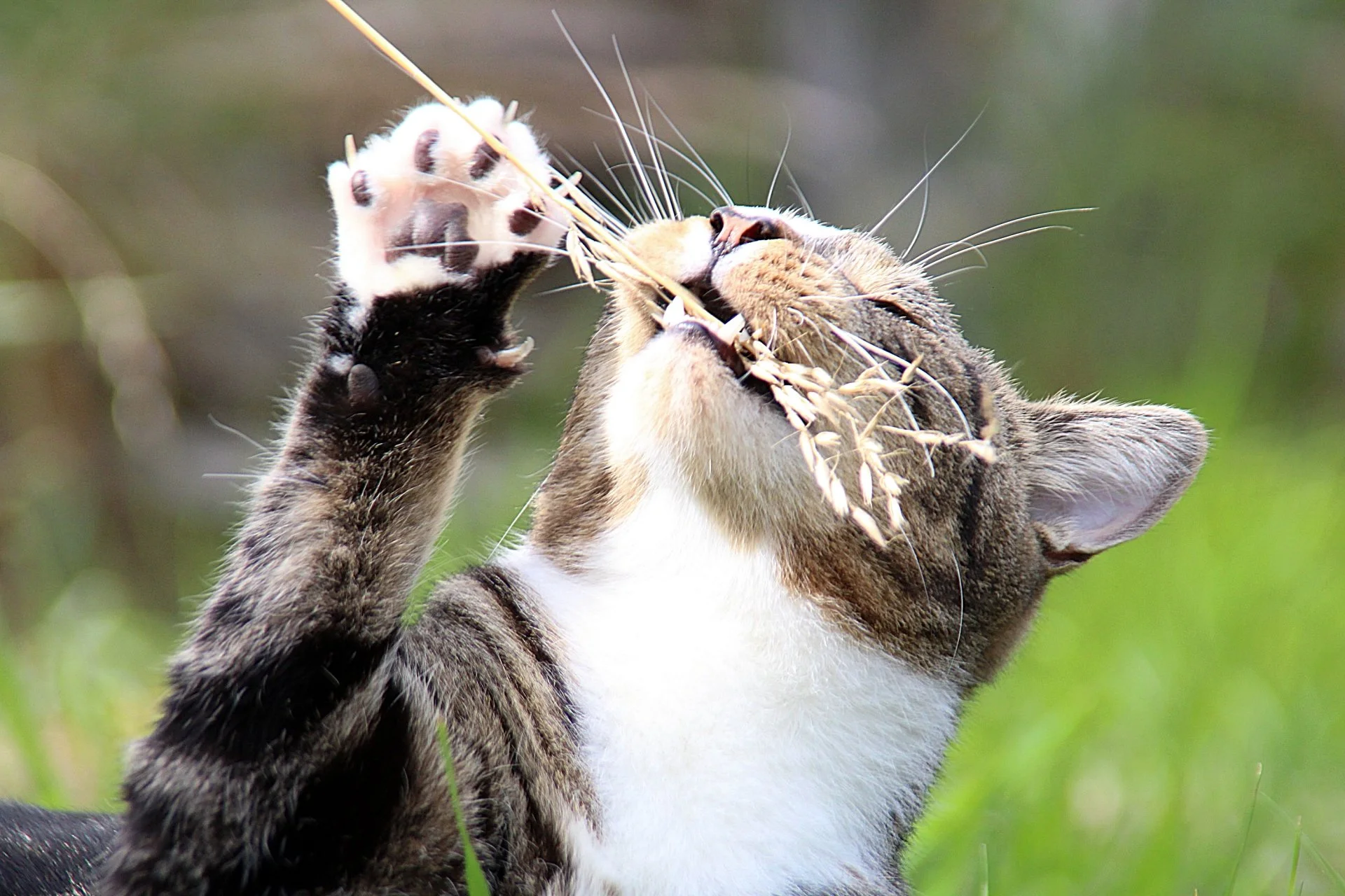 CATS 0264.jpg