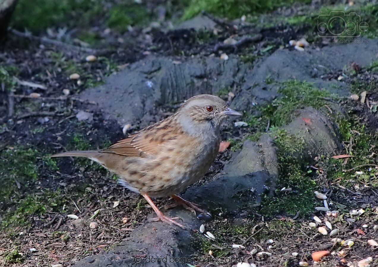 20260308 145111 Dunnikier 0094.jpg