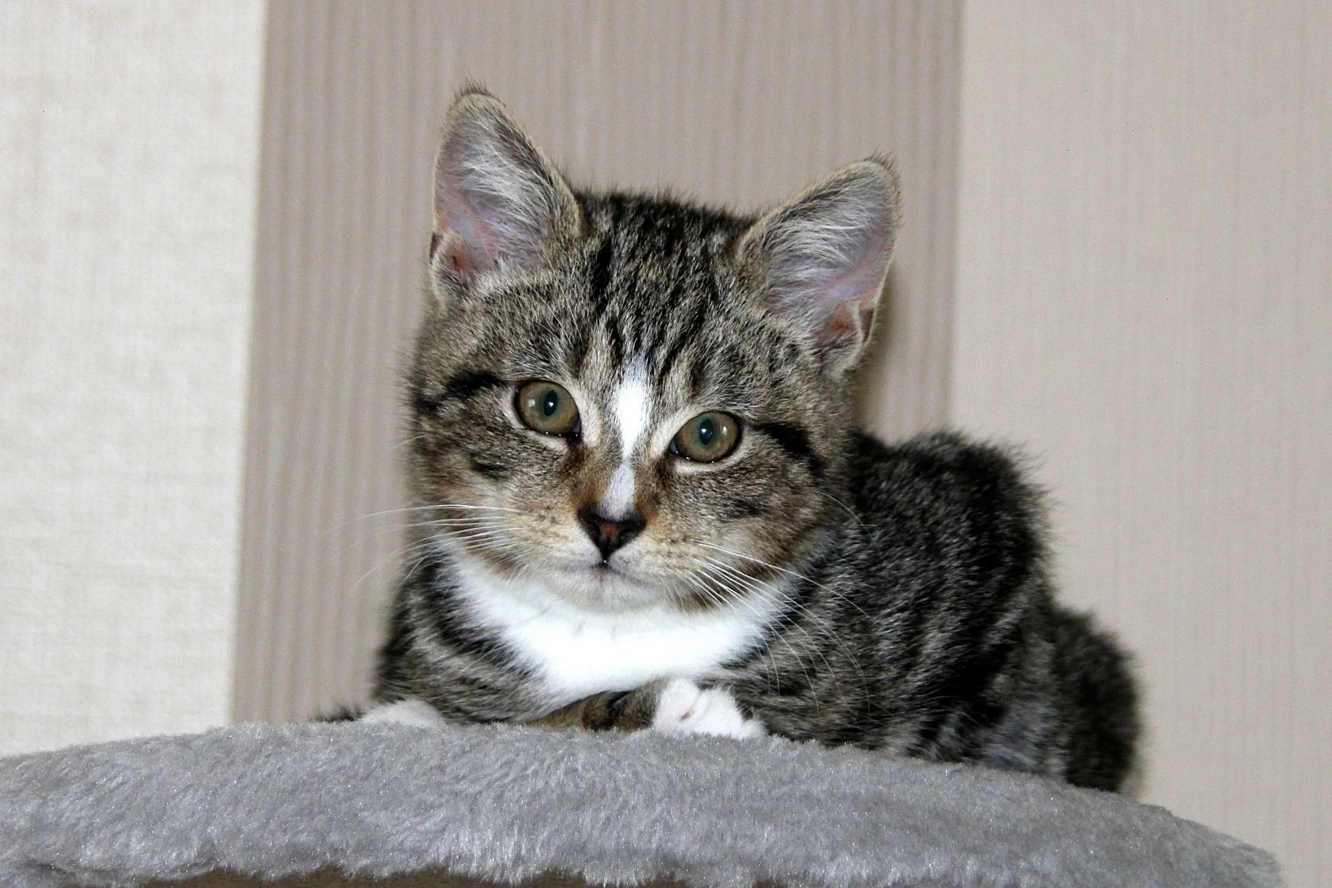CATS 0068.jpg