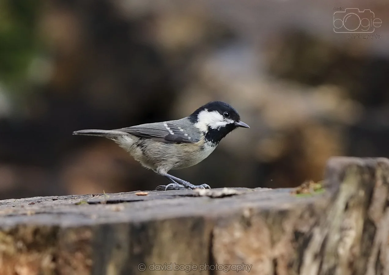 20260314 140603 Silverburn 0082.jpg