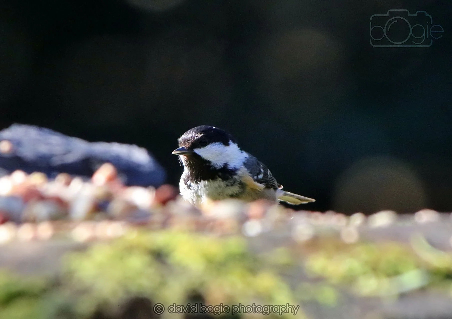 20260320 143029 Ravenscraig 0299.jpg