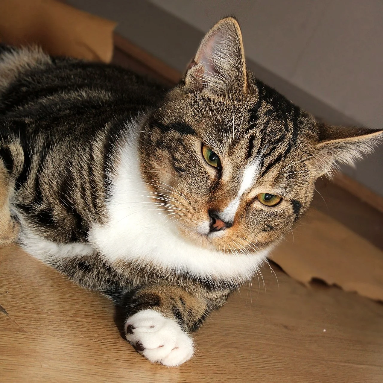 CATS 0126.jpg