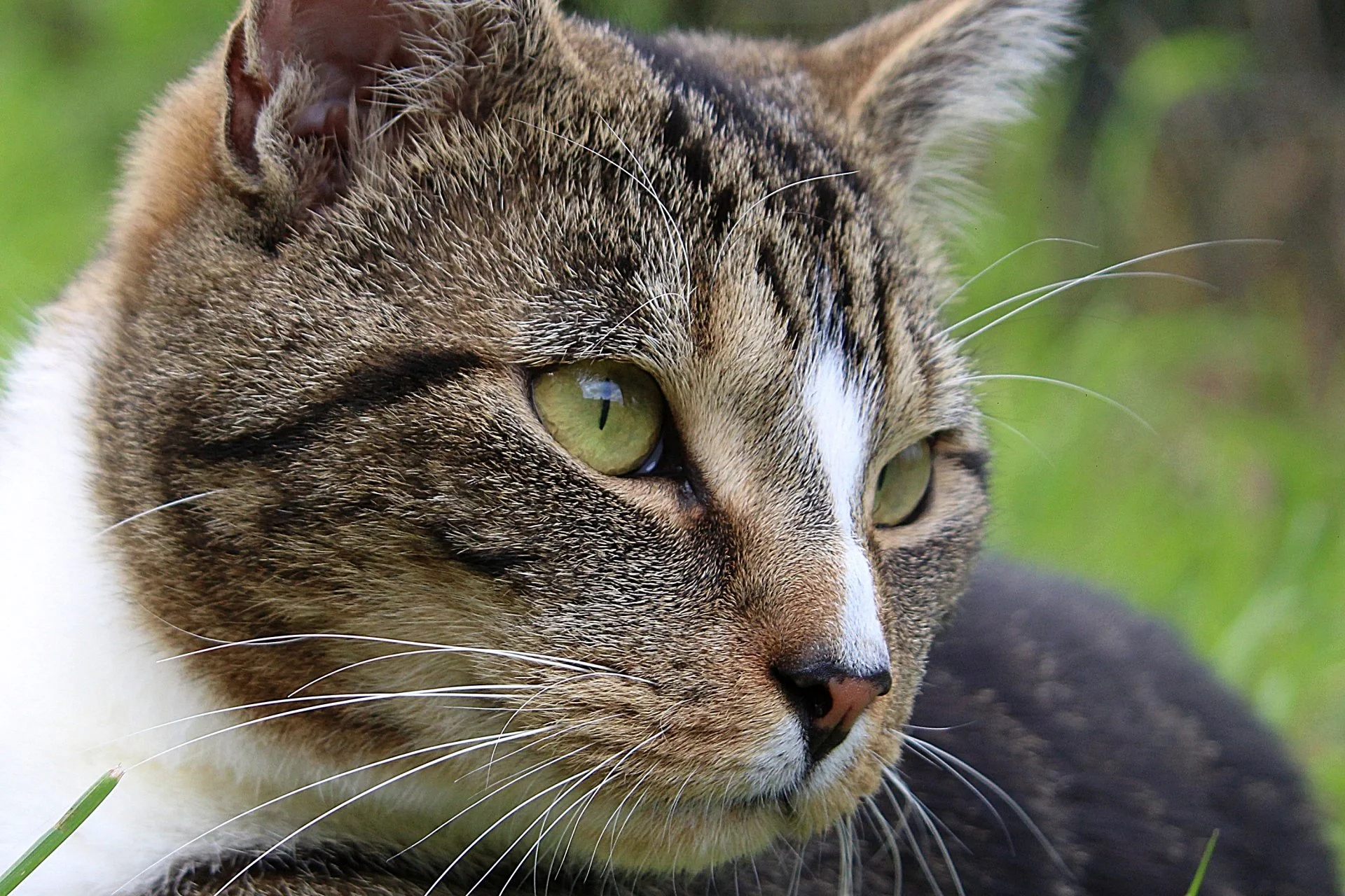 CATS 0282.jpg