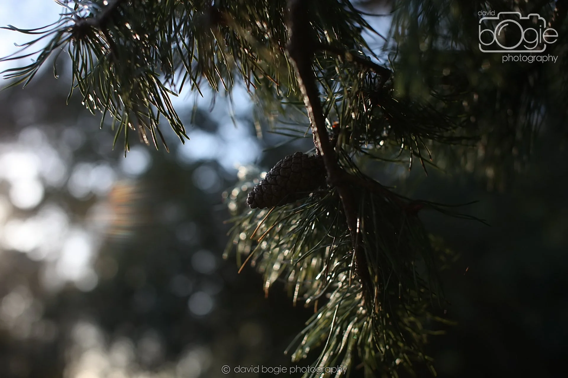 20251125 142004 Silverburn 0373.JPG