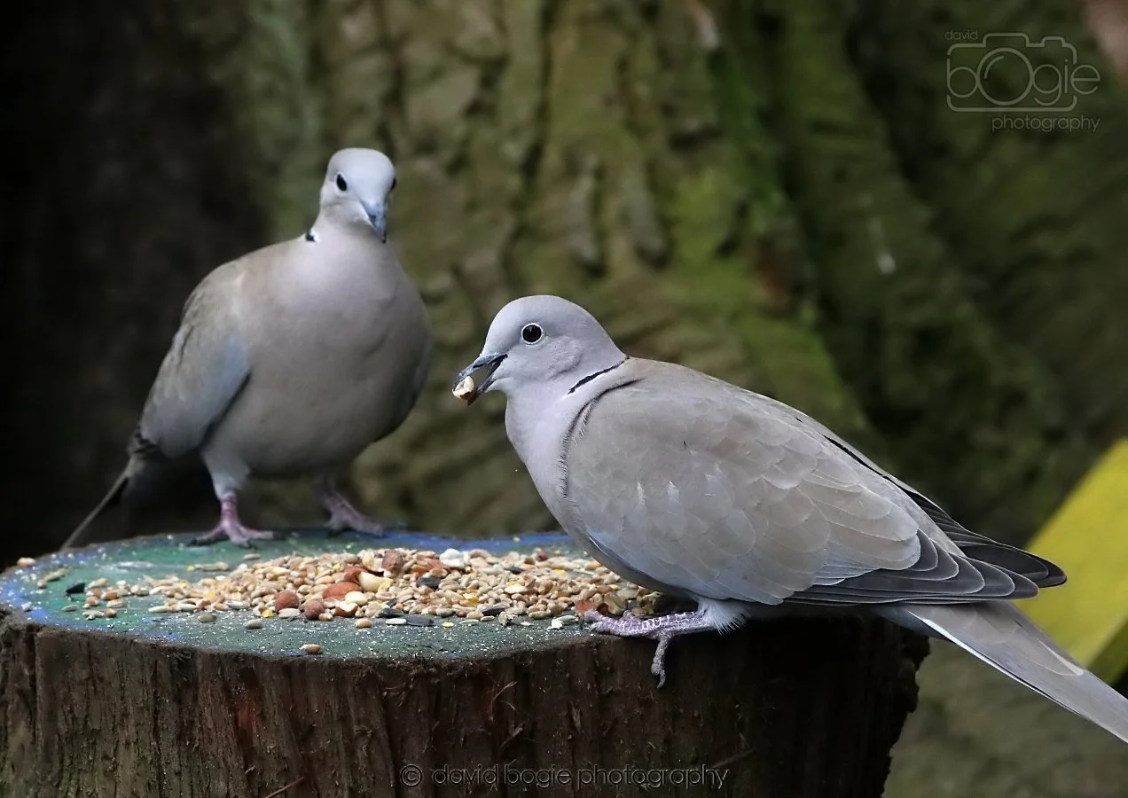 20260309 114102 Dunnikier 0276.jpg