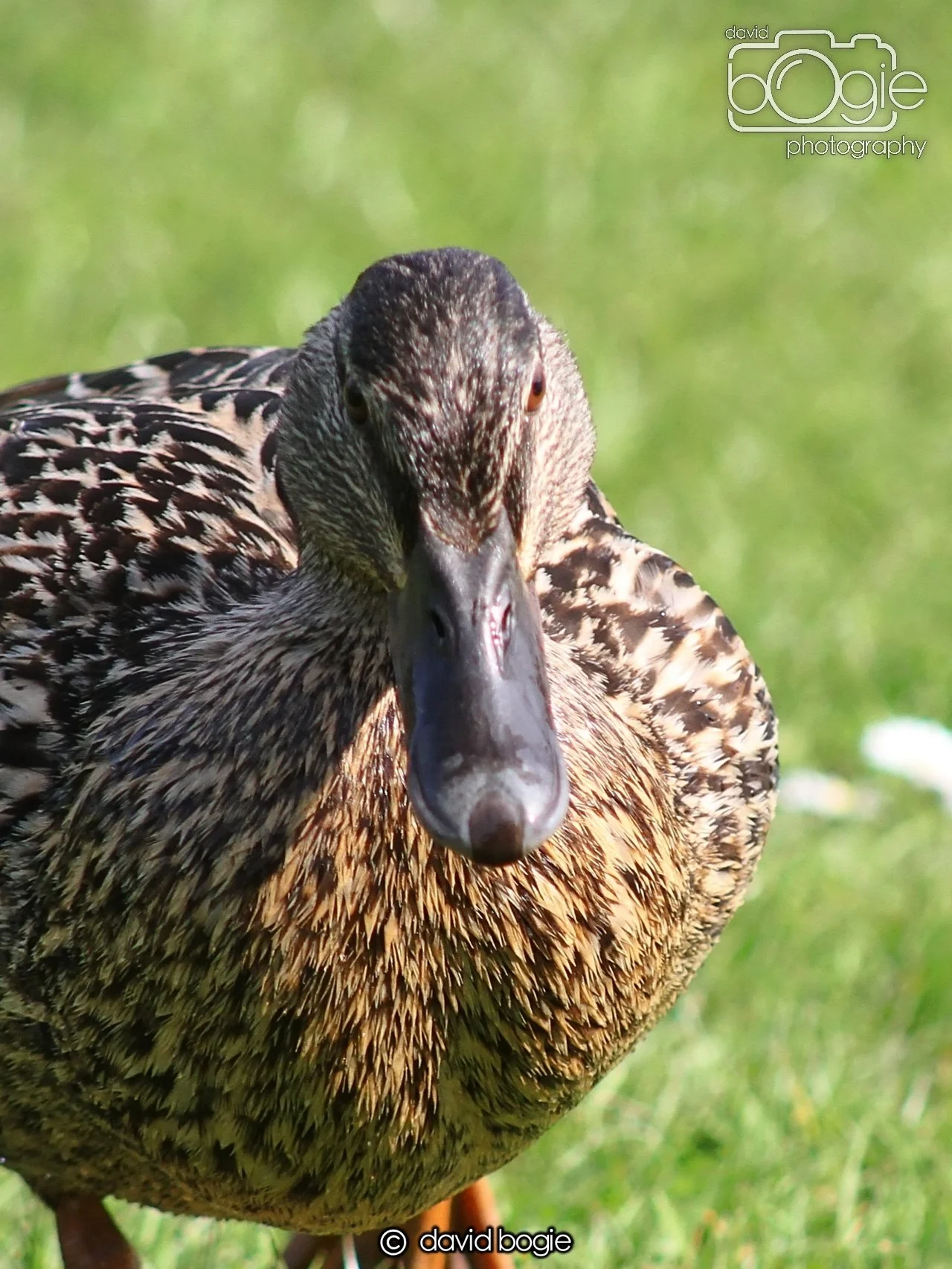 20240502 103827 Beveridge 0055.JPG