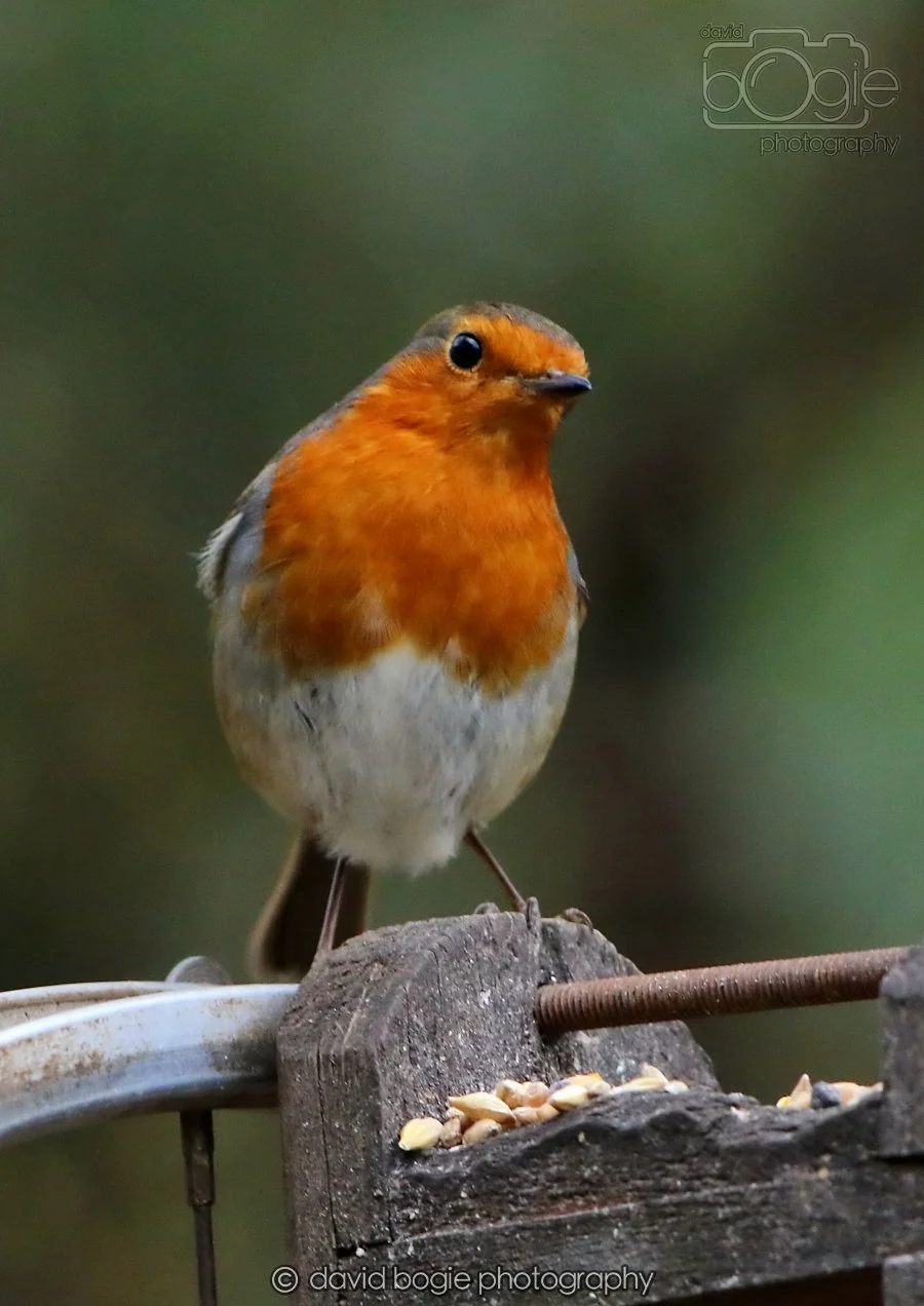 20260215 132313 Silverburn 0127.jpg