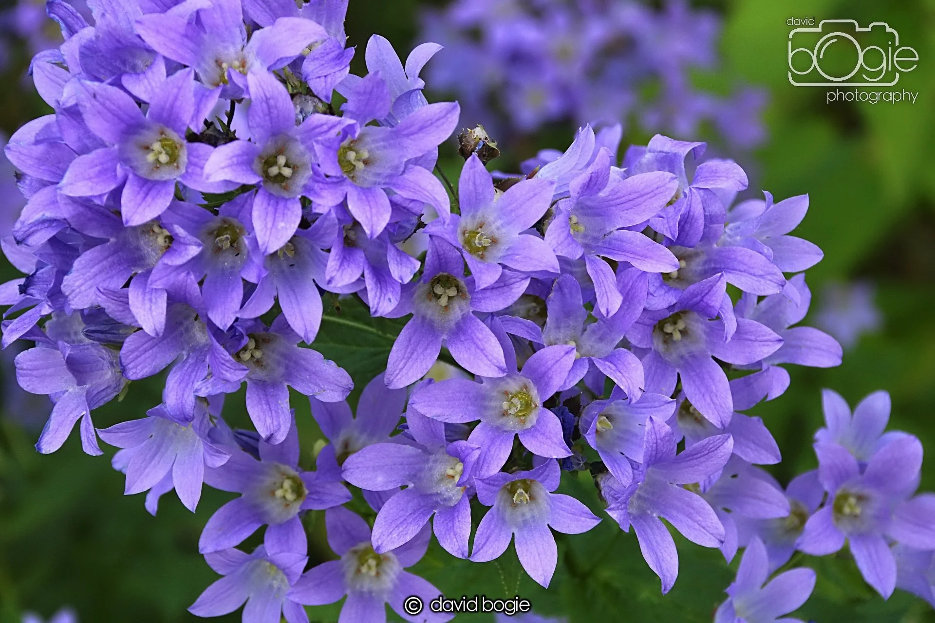 20240722 122442 Beveridge 0061.JPG