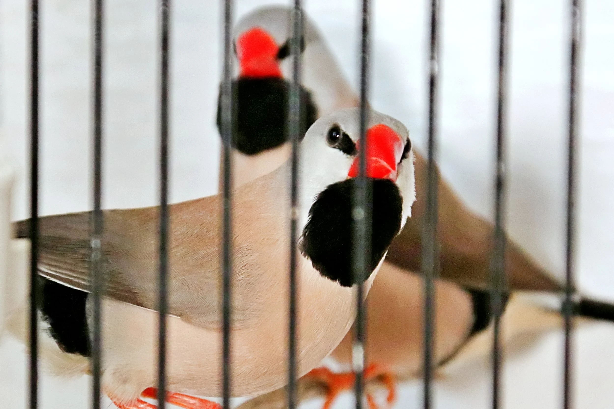 20251102 124321 Markinch CBS  0498.JPG