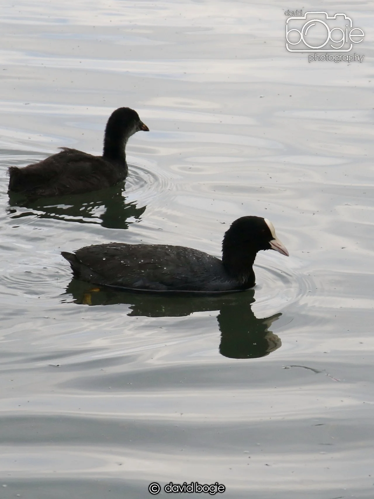 20250613 123506 Beveridge 0085.JPG