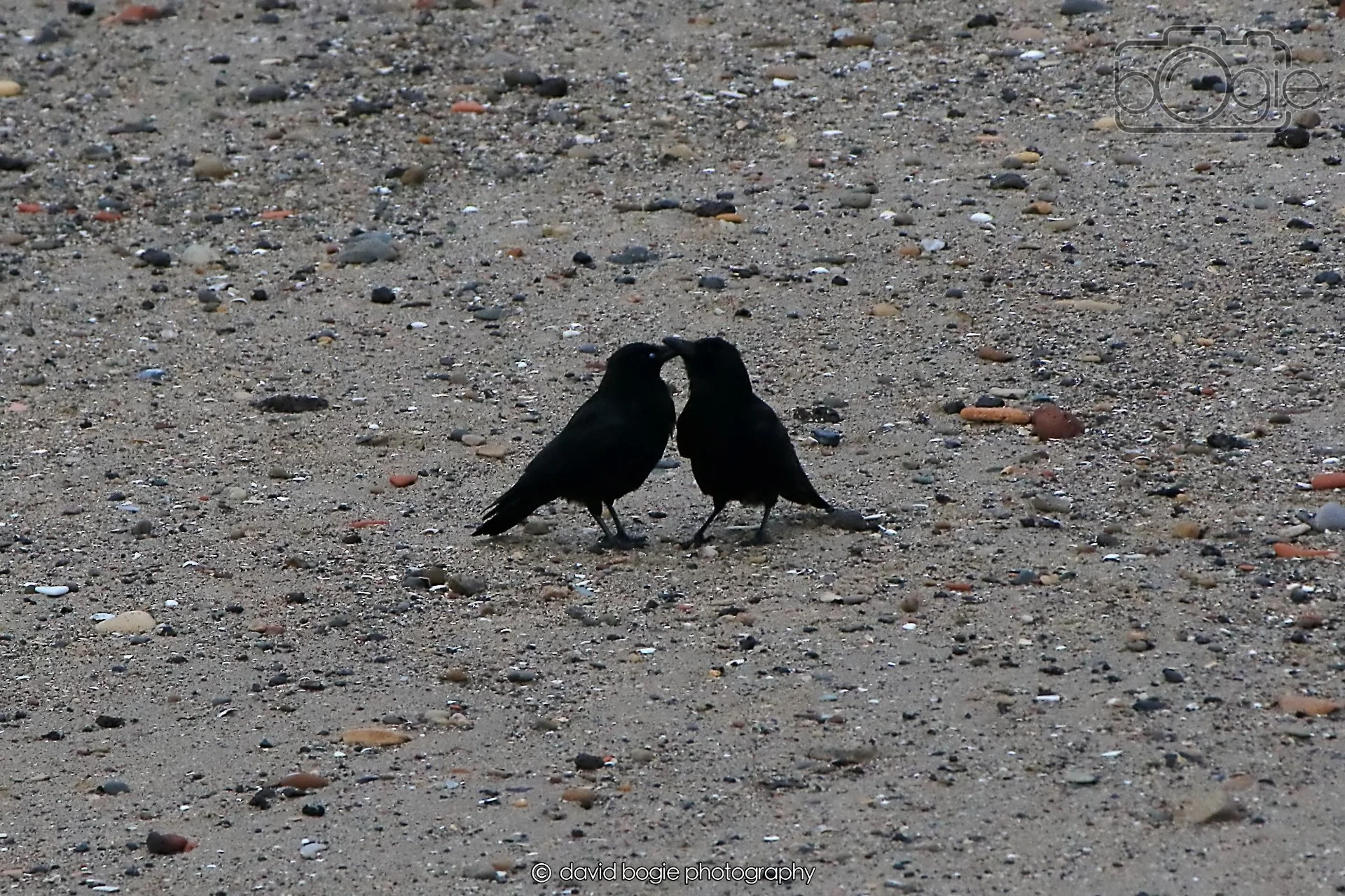 20260416 184734 Links Market0290.jpg